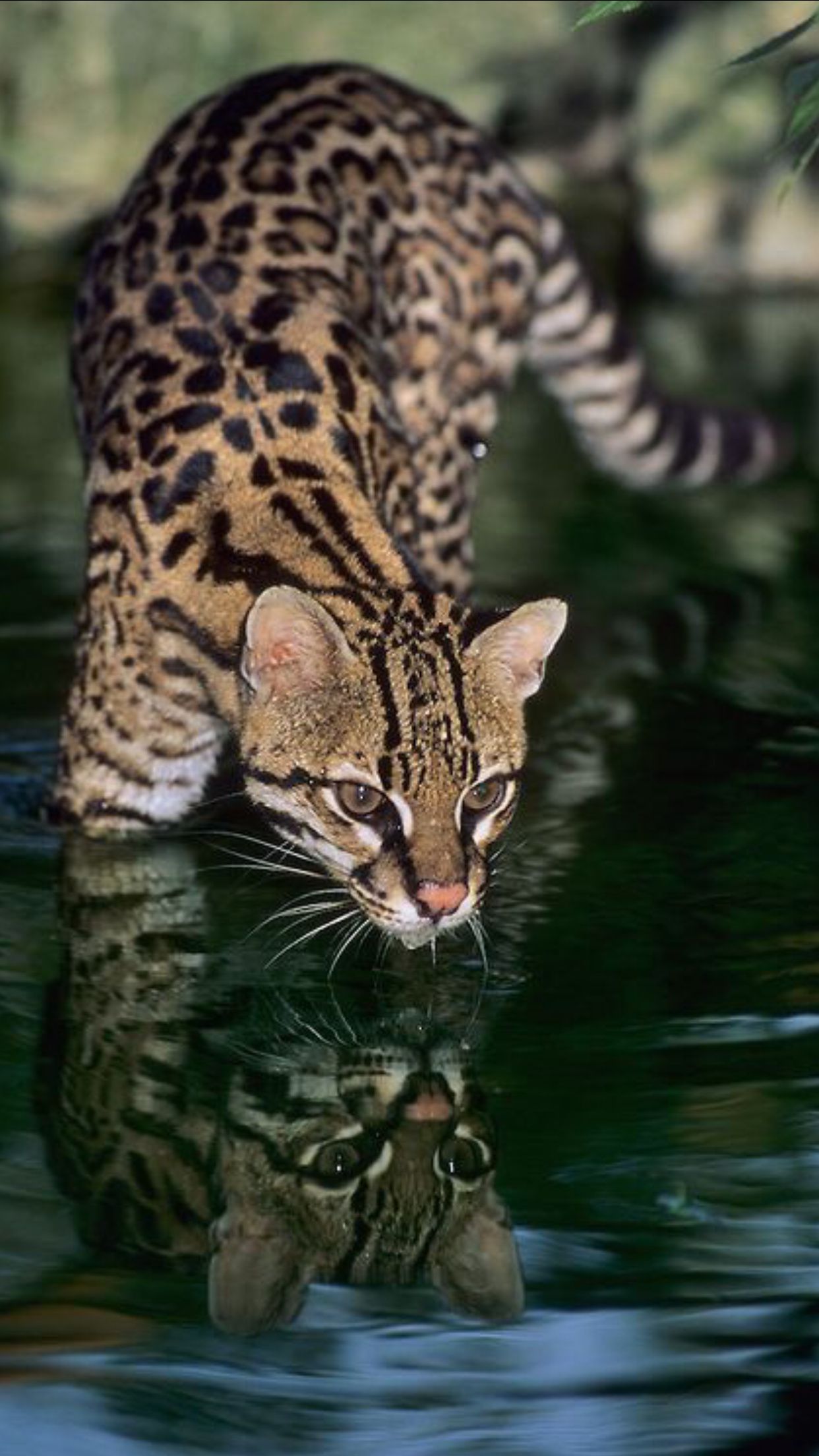 1242x2208 Ocelot Wallpaper