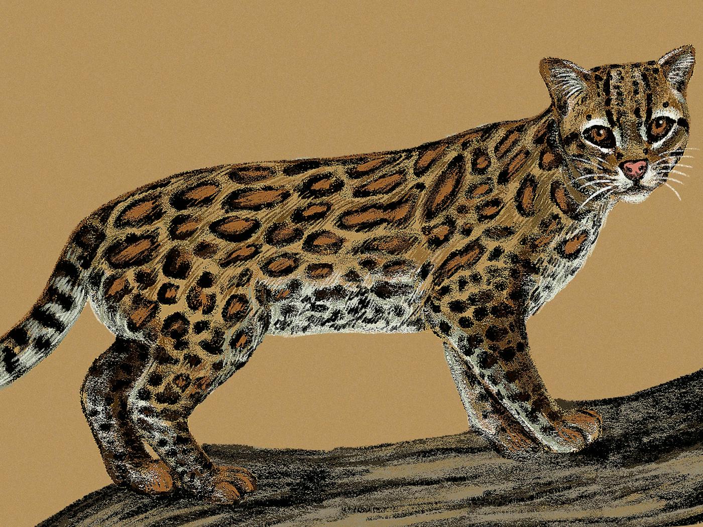 1400x1050 The Lovable Ocelot Is Ready for Its Comeback