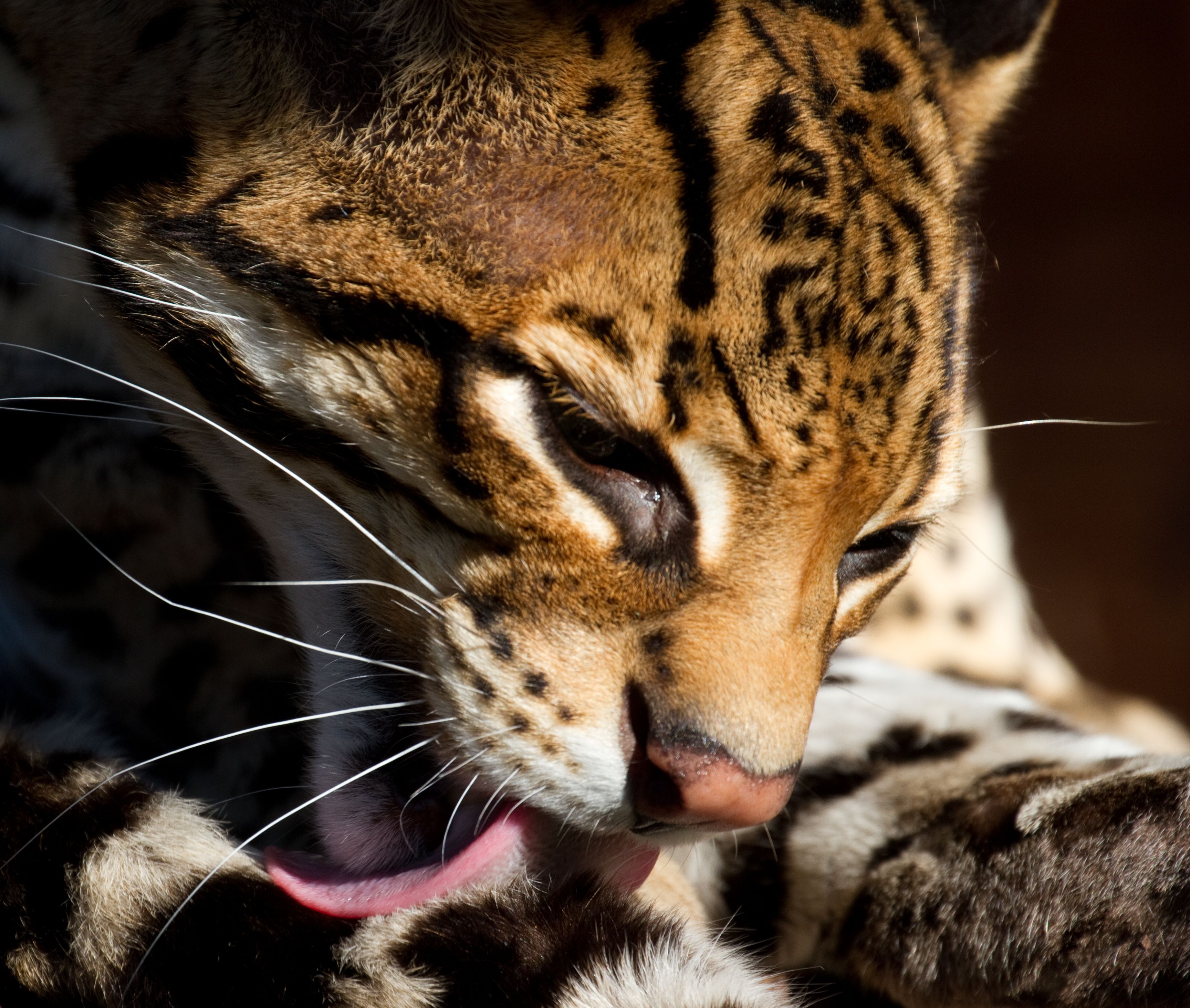 3684x3120 New Ocelot