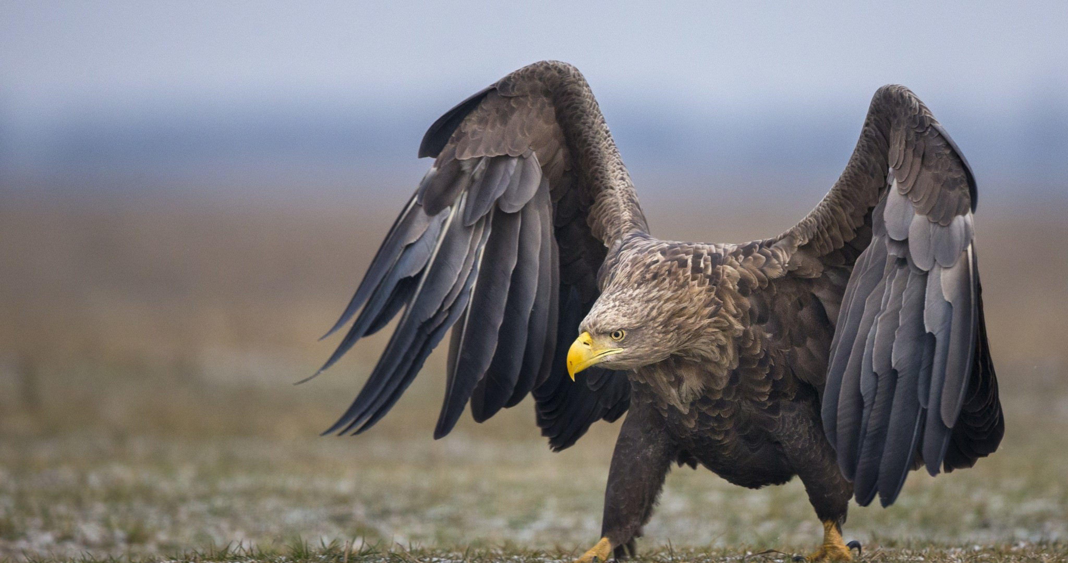 Eagles 4K Ultra HD Wallpapers Top Free Eagles 4K Ultra HD Backgrounds Eagles 4K Ultra HD Wallpapers Top Free Eagles 4K Ultra HD Backgrounds