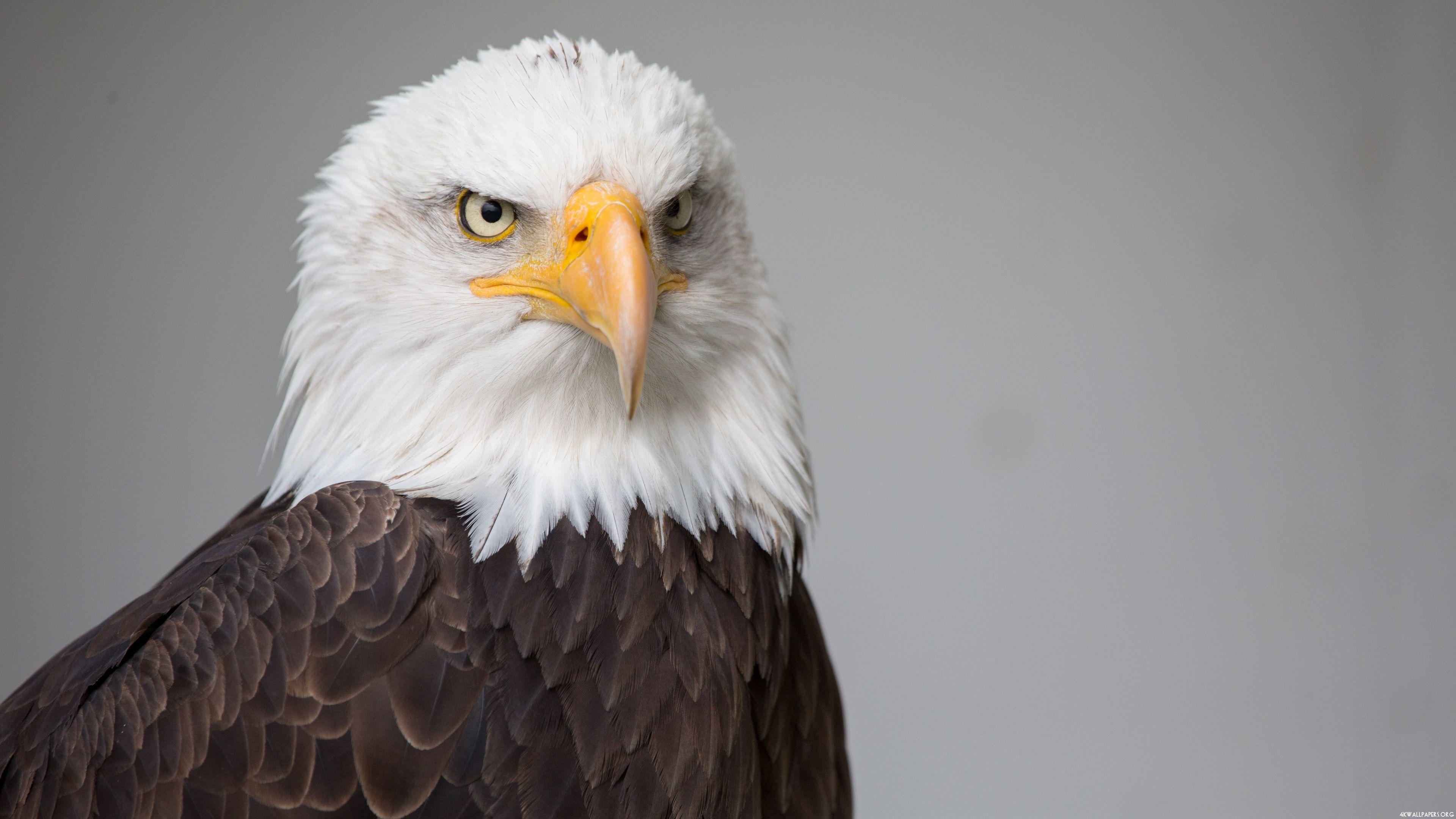  4K  Eagle  Wallpapers  Top Free 4K  Eagle  Backgrounds  