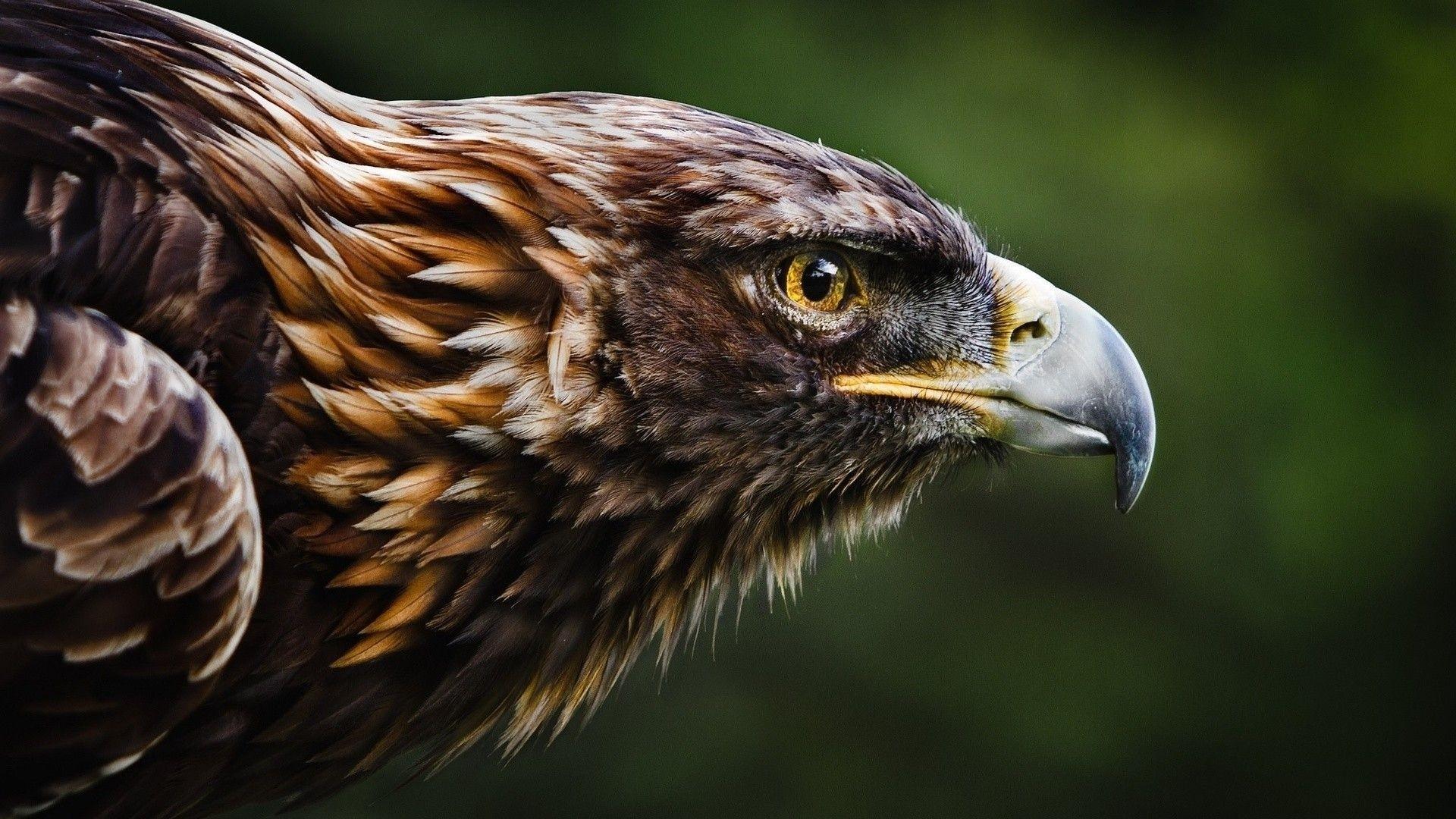 Download Eagle wallpapers for mobile phone free Eagle HD pictures