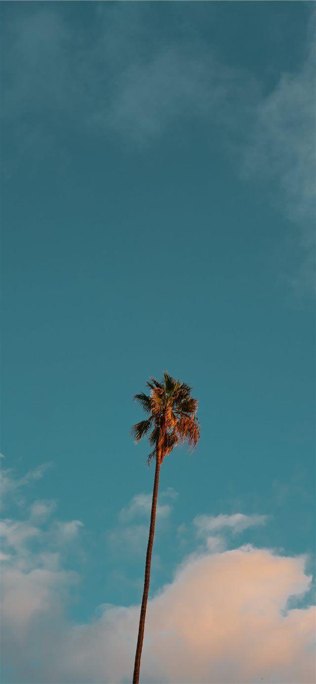 640x1385 low angle photography of palm tree under blue sky iPhone X Wallpaper Free Download