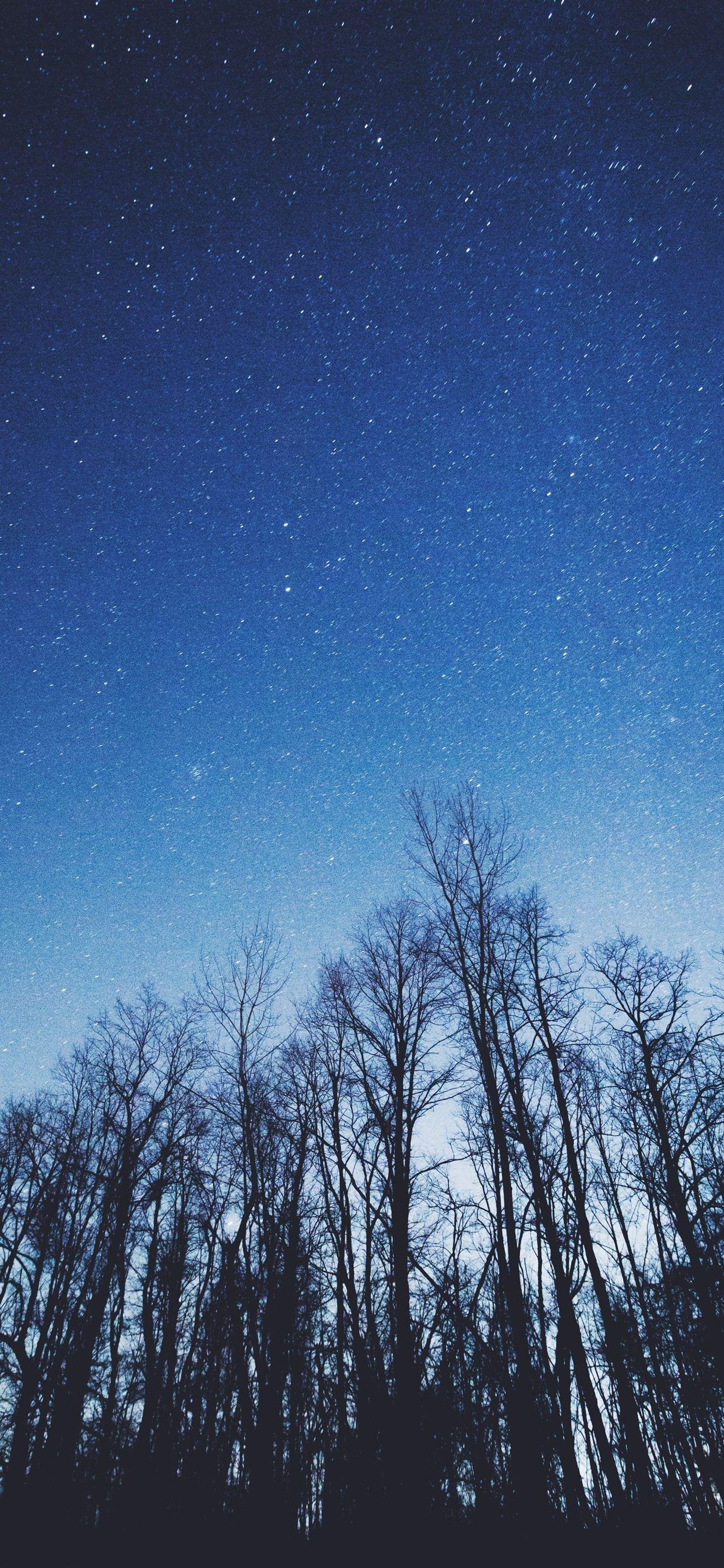 1242x2688 Trees, Starry, Blue Sky 1242x2688 IPhone 11 Pro XS Max Wallpaper