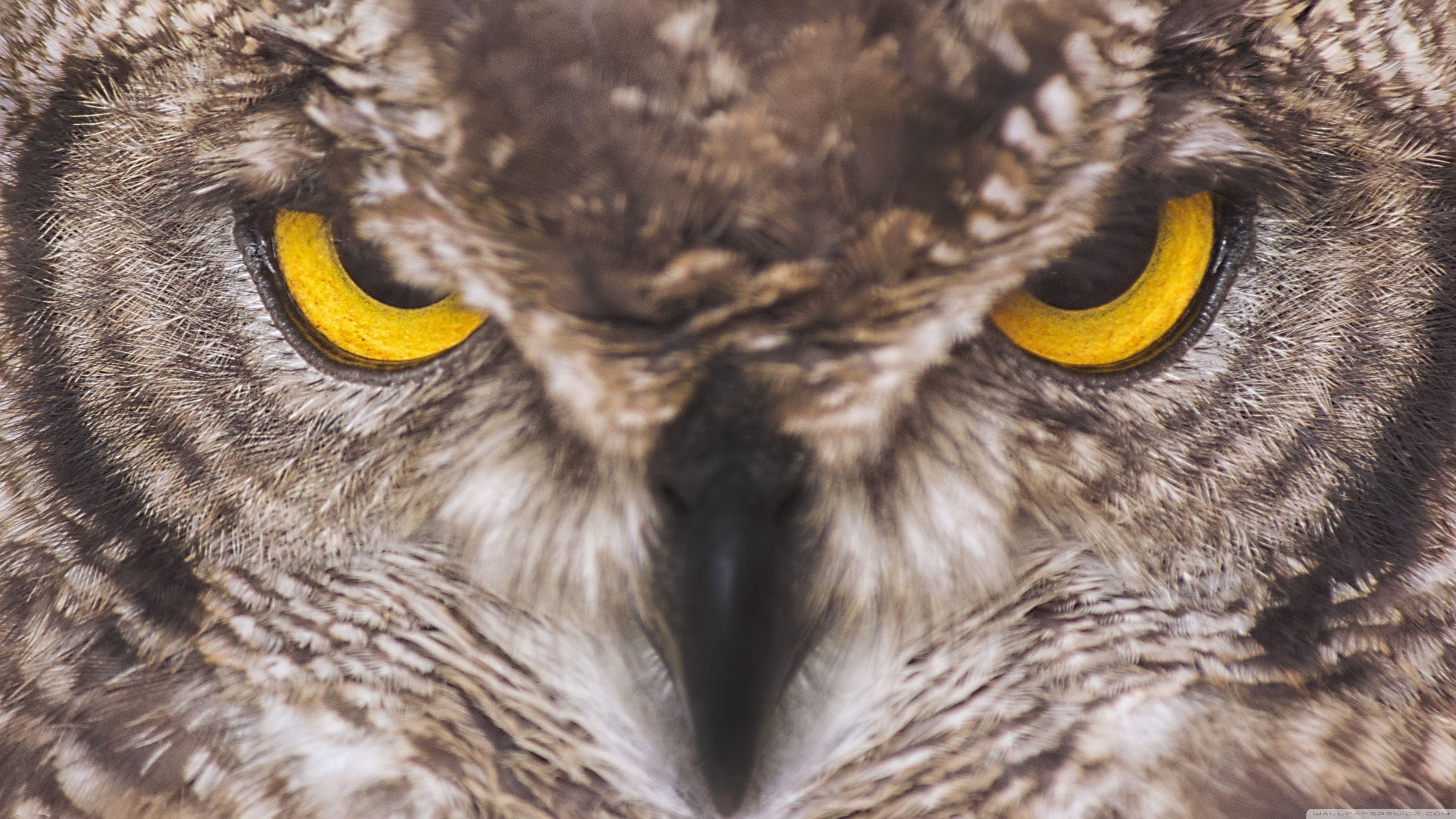 3840x2160 Eagle Owl Ultra HD Desktop Background Wallpaper for 4K UHD TV : Widescreen & UltraWide Desktop & Laptop : Tablet