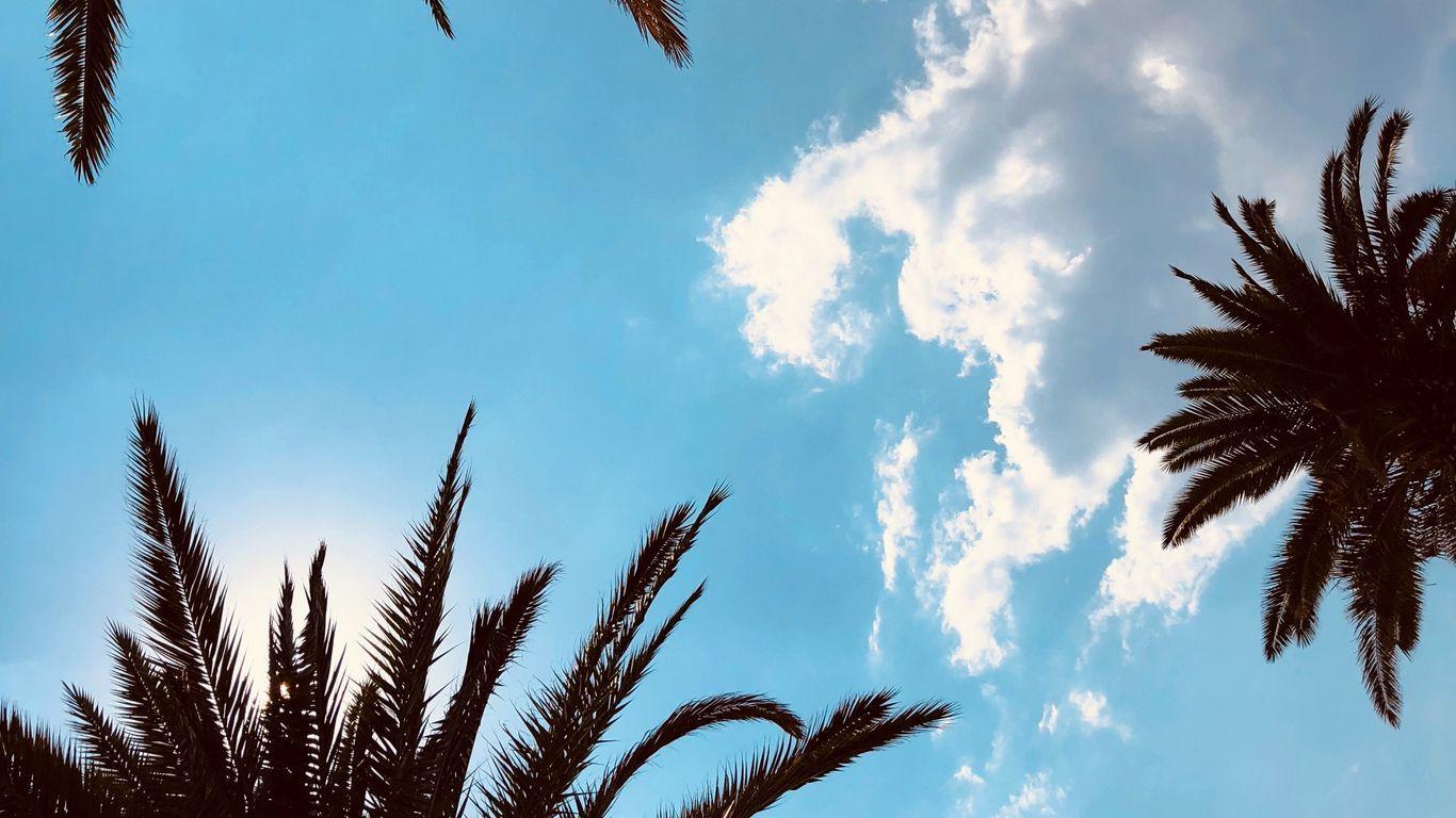 1366x768 Download wallpaper 1366x768 palm trees, bottom view, branches, sky, tropics, leaves tablet, laptop HD background