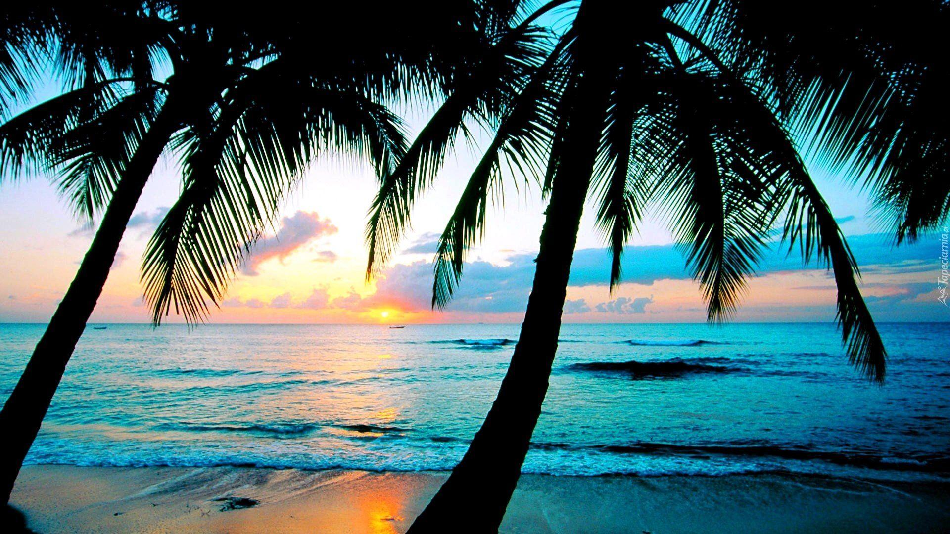 1920x1080 Palm Tree Screensaver: Image