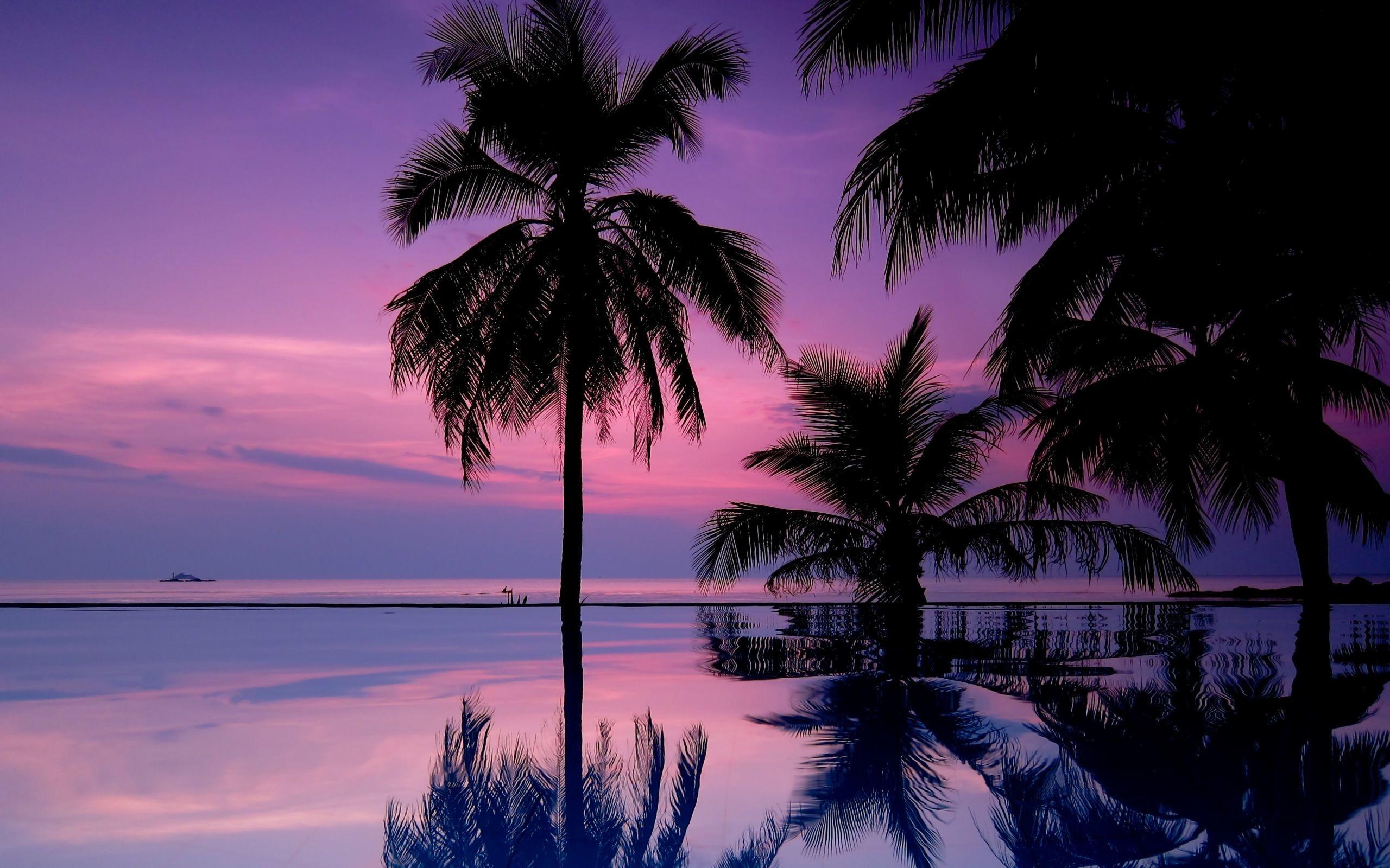 2560x1600 Palm Tree Wallpaper