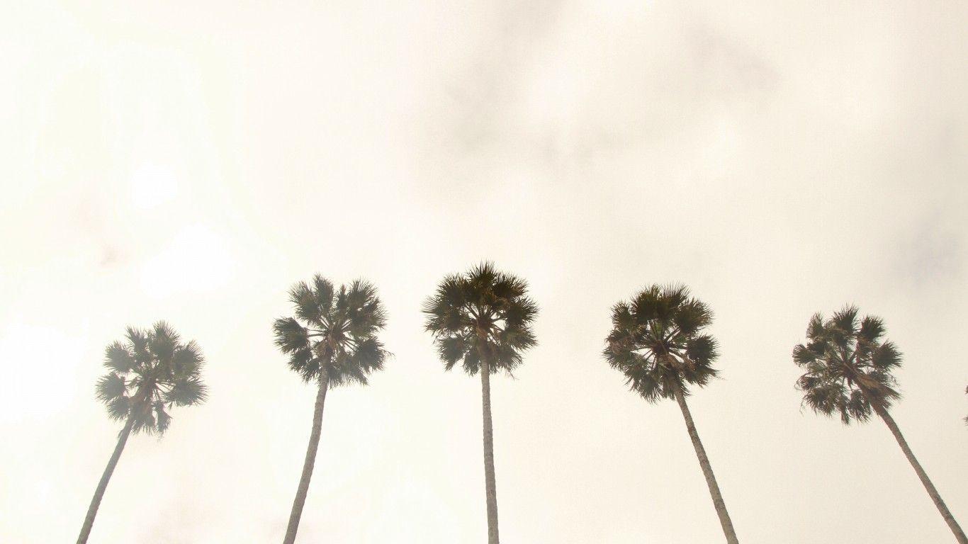 1366x768 Download 1366x768 Palm Trees, Sky, Photography, Scenic Wallpaper for Laptop , Notebook