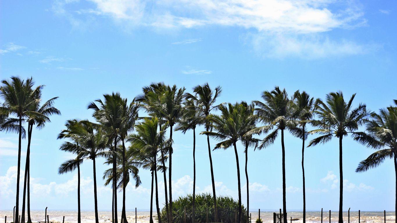 1366x768 Download 1366x768 wallpaper palm trees, blue sky, coast, sunny day, tablet, laptop, 1366x768 HD image, background, 1651