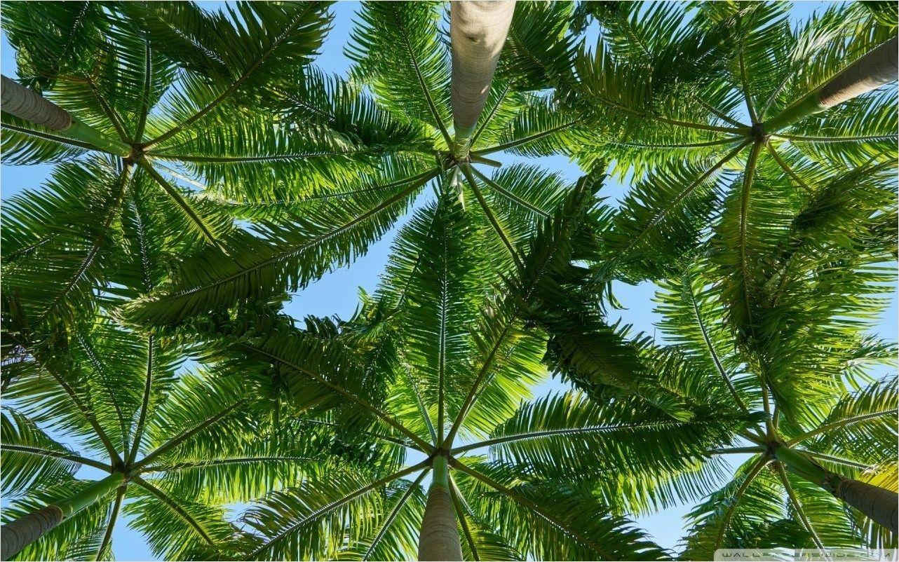 1282x802 Palm Trees