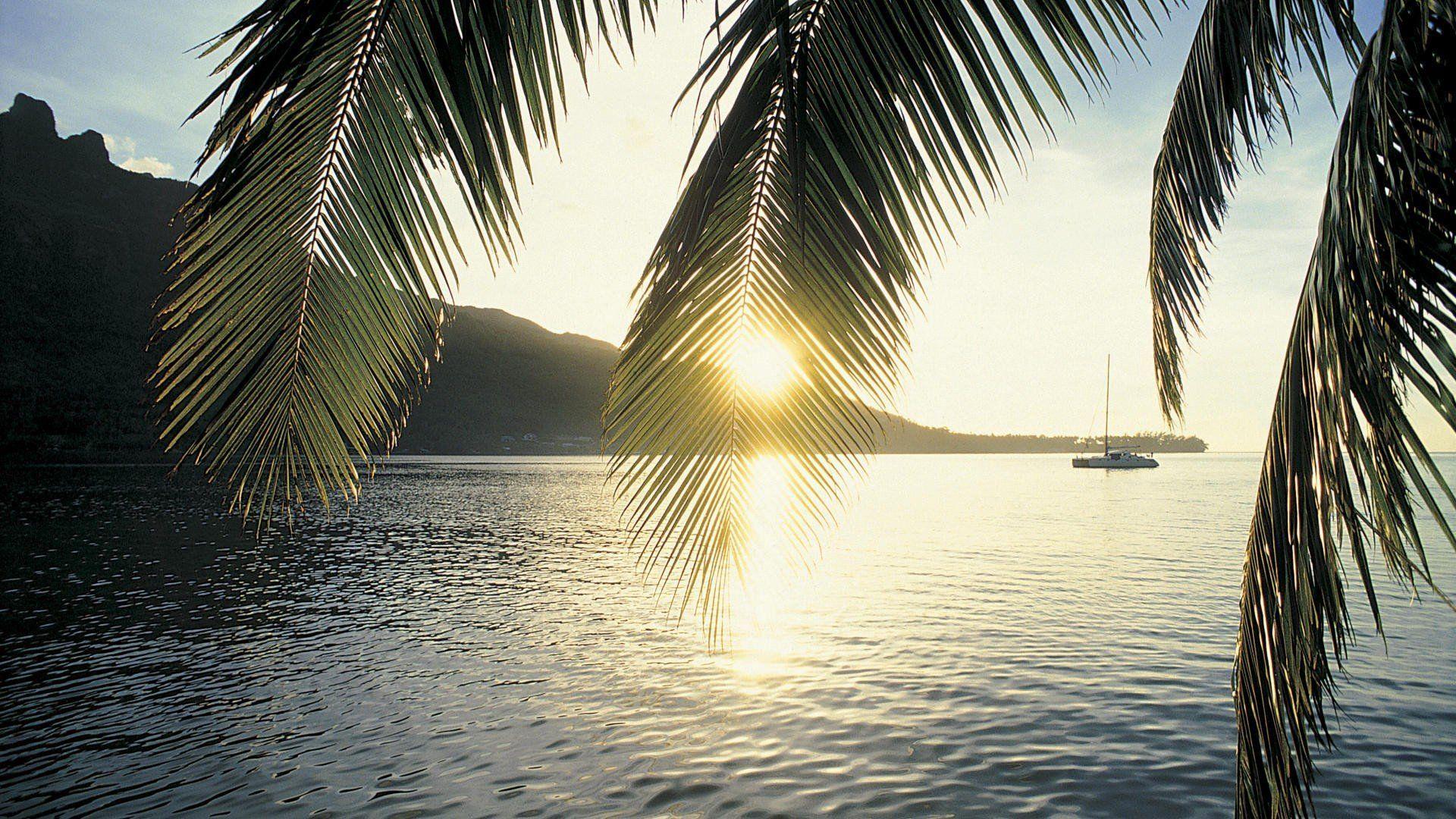 1920x1080 Palm Tree Screensaver: Image