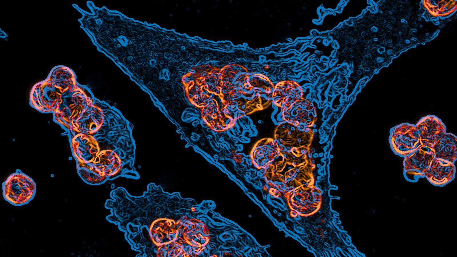 1600x900 Free download Immunology MIT Department of Biology [1600x900] for your Desktop, Mobile & Tablet. Explore Immunity Wallpaper. Immunity Wallpaper