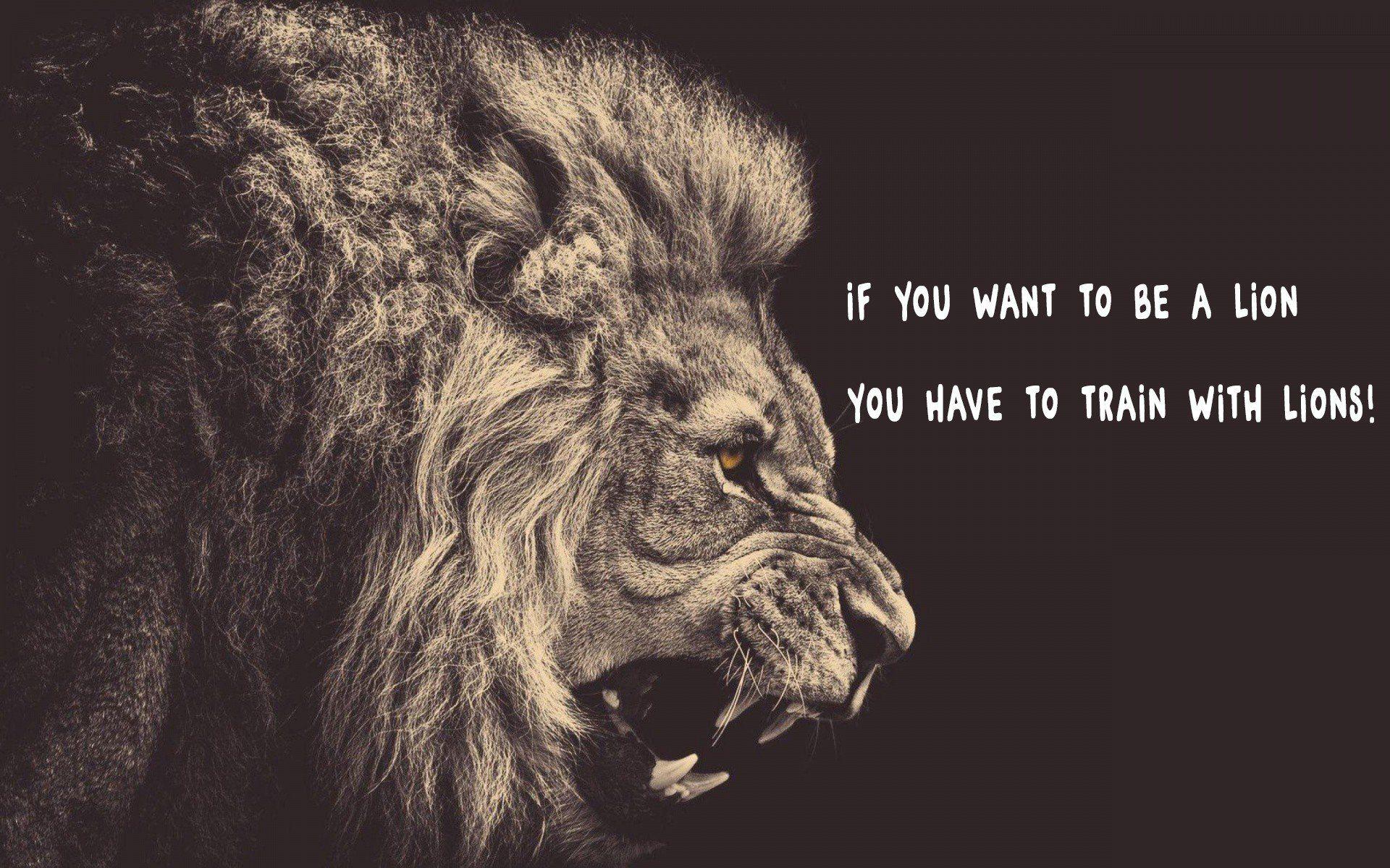 Lion Quotes HD Wallpapers - Top Free Lion Quotes HD Backgrounds -  WallpaperAccess