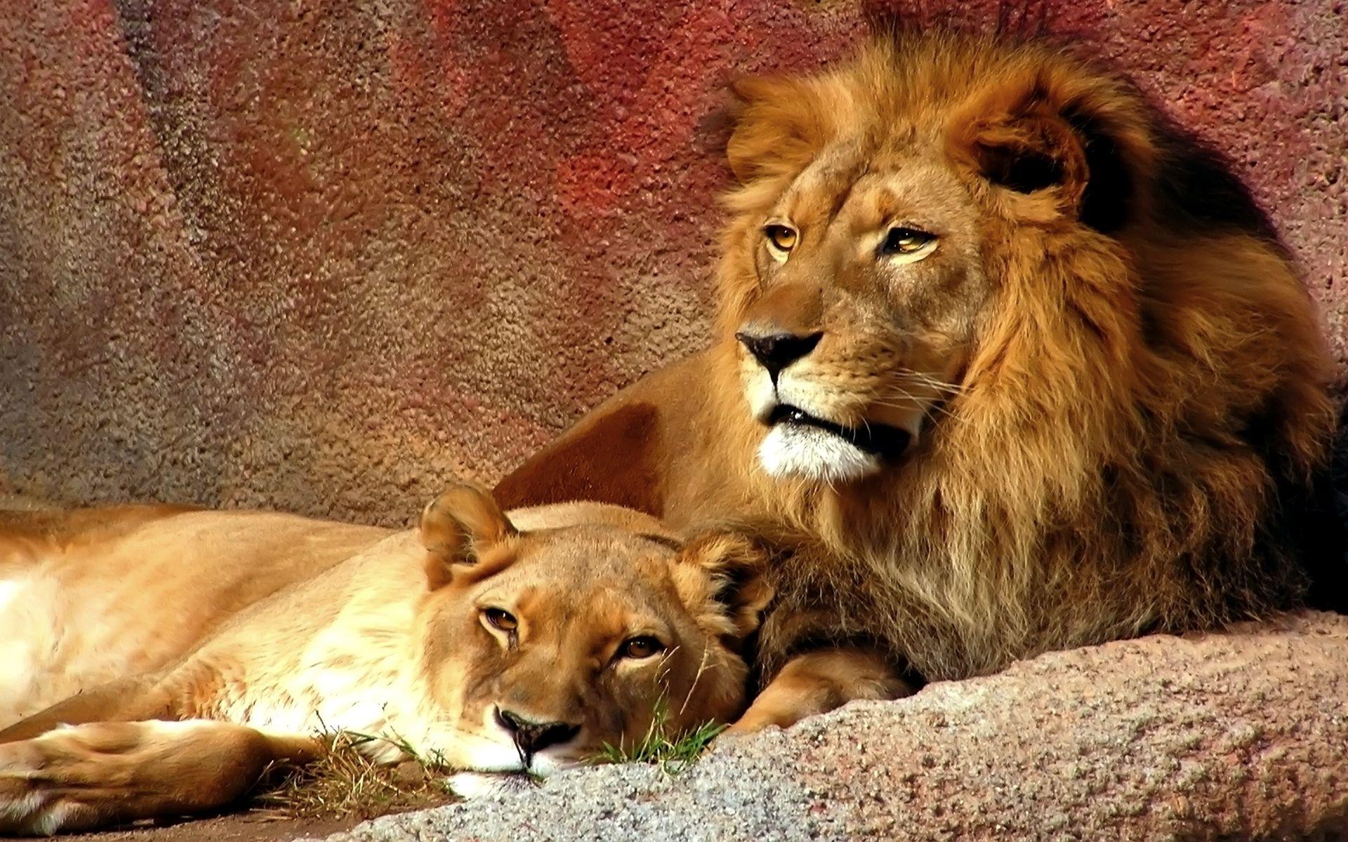 1920x1200 Lion Quotes And Wallpaper. QuotesGram
