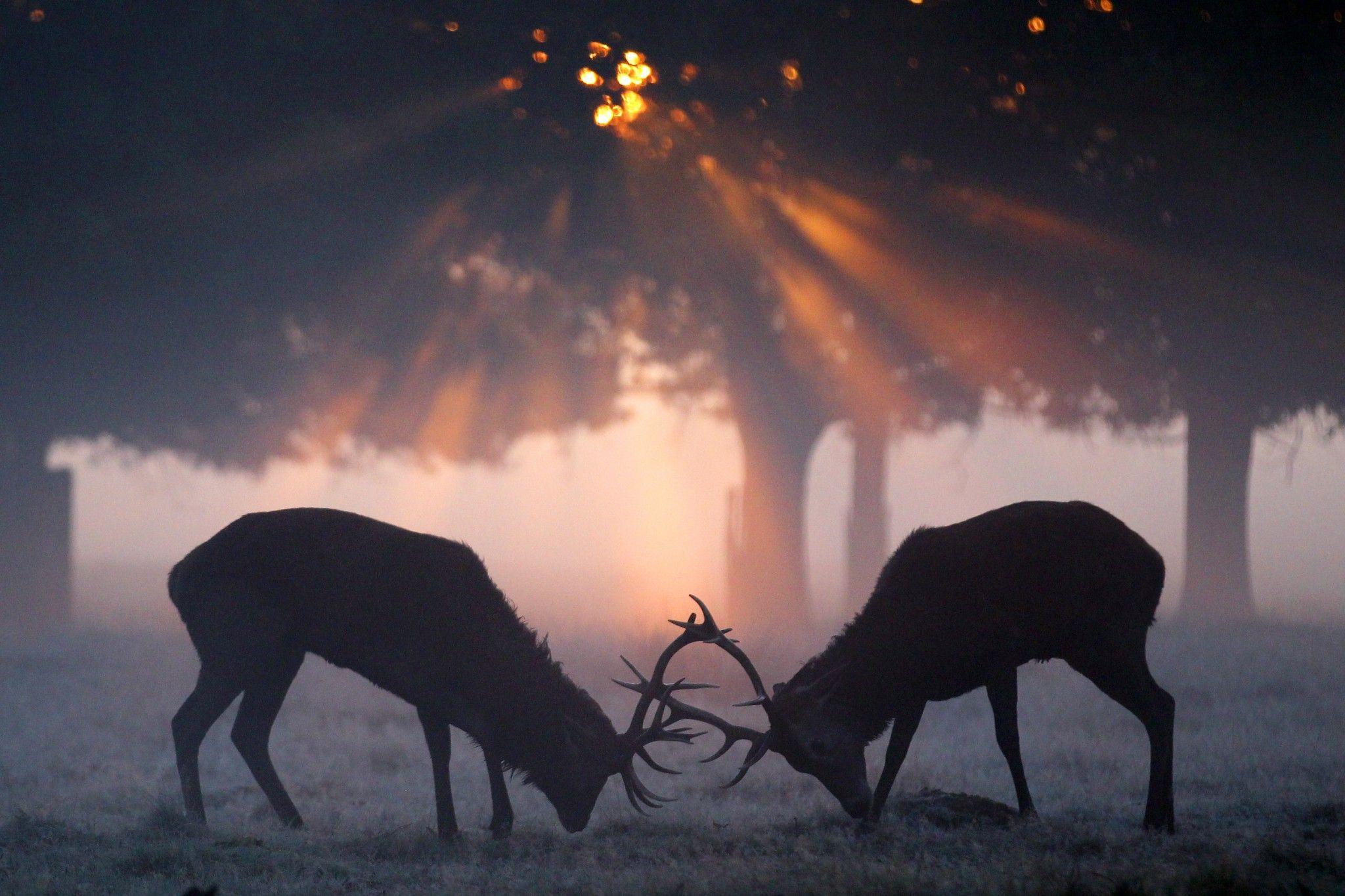 2048x1365 Deer Wallpaper