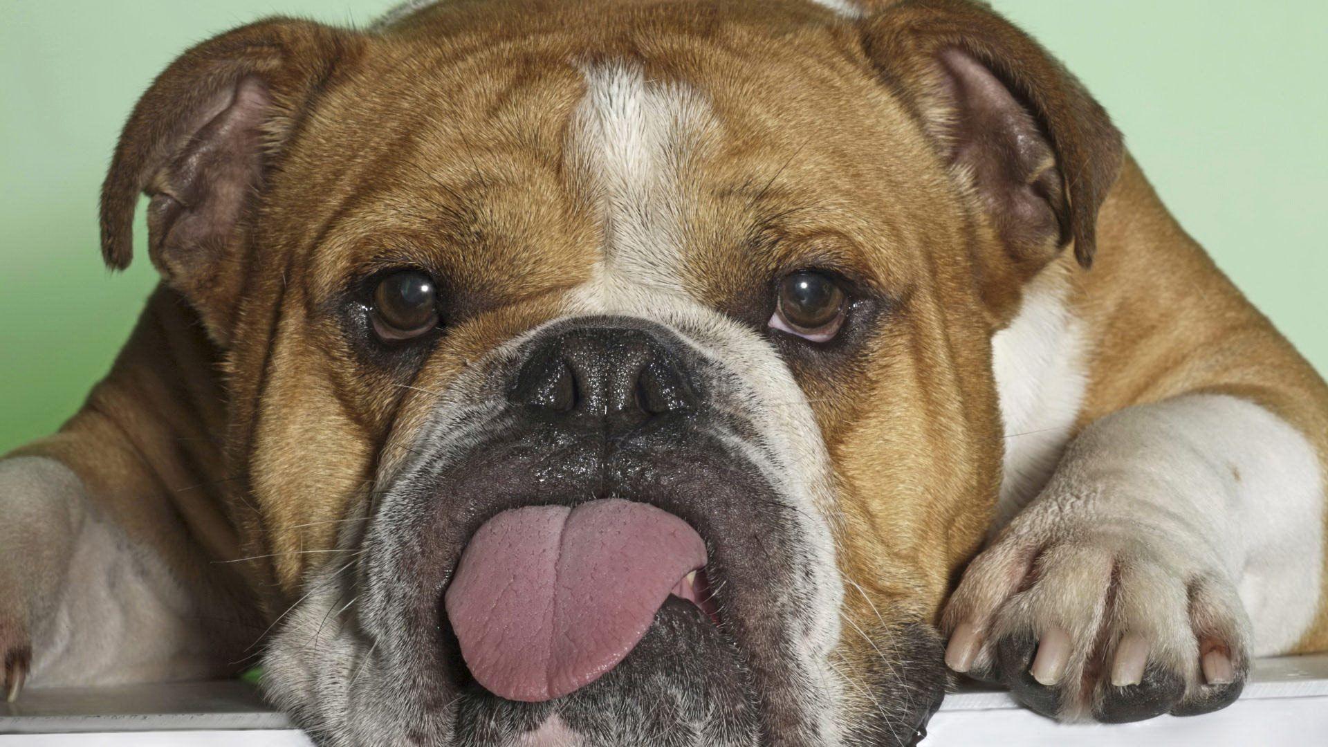 1920x1080 English Bulldog Wallpaper