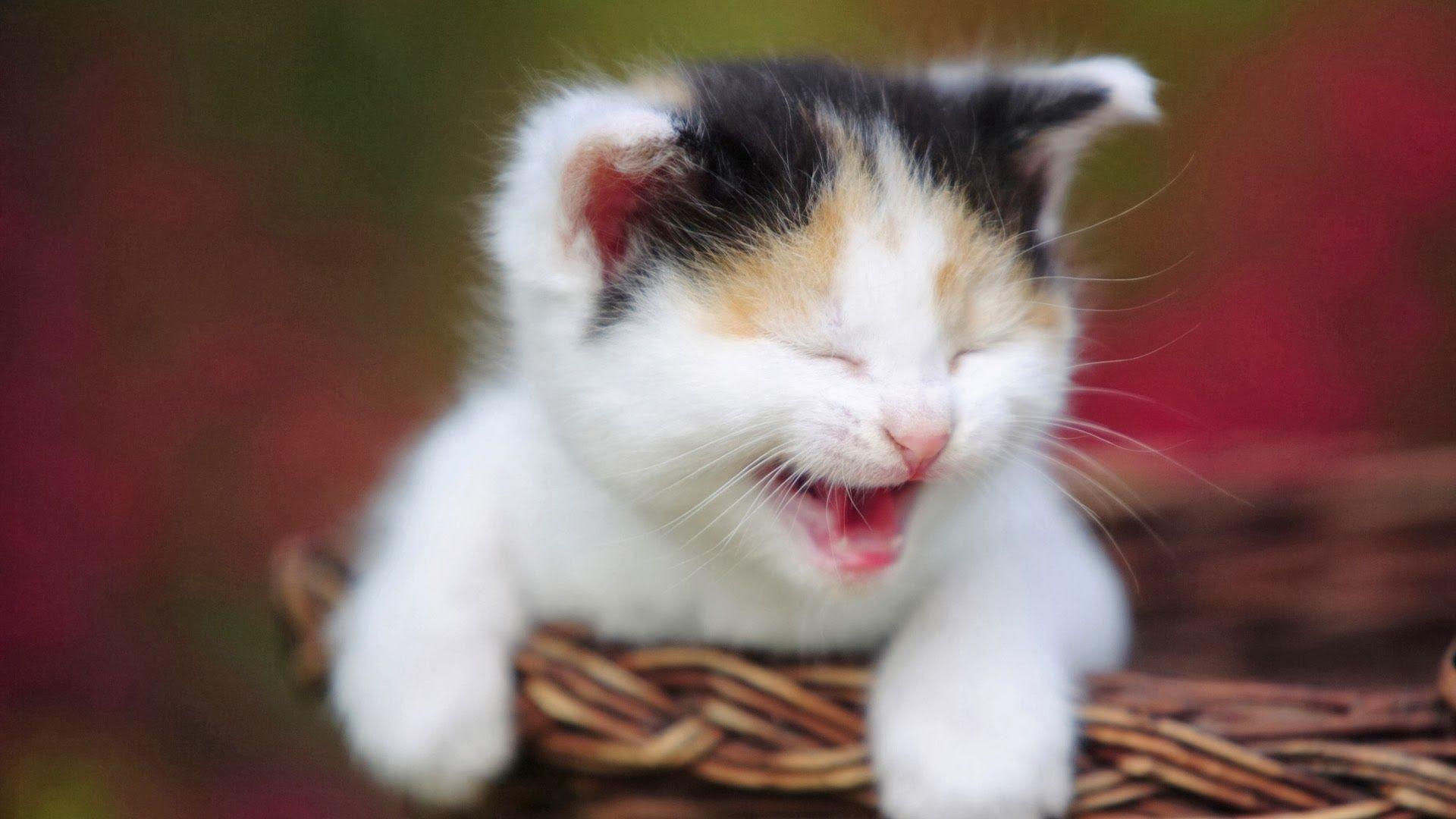 1920x1080 laughing happy. cat laughing cute happy face animals HD wallpaper