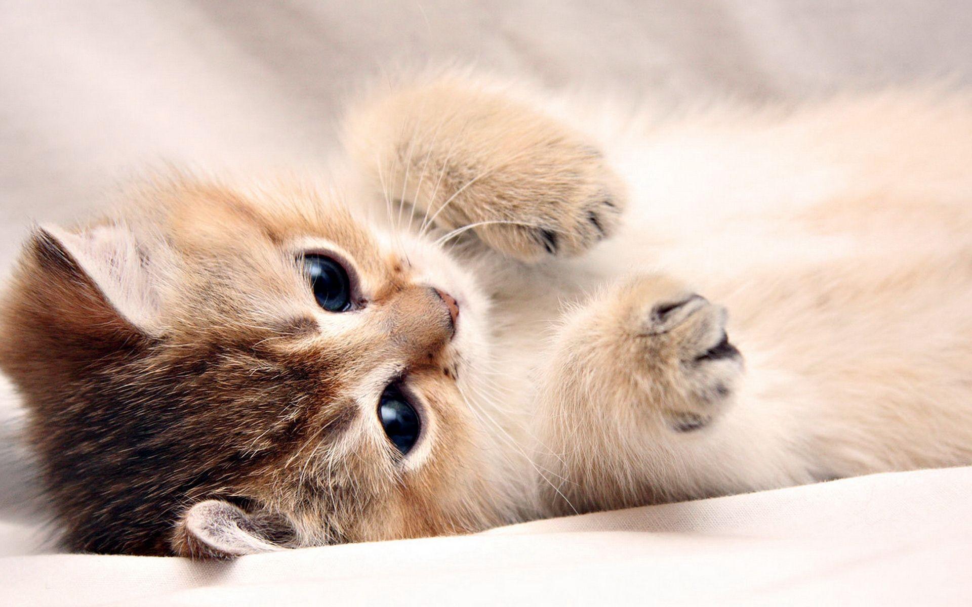 1920x1200 Baby Cats Wallpaper