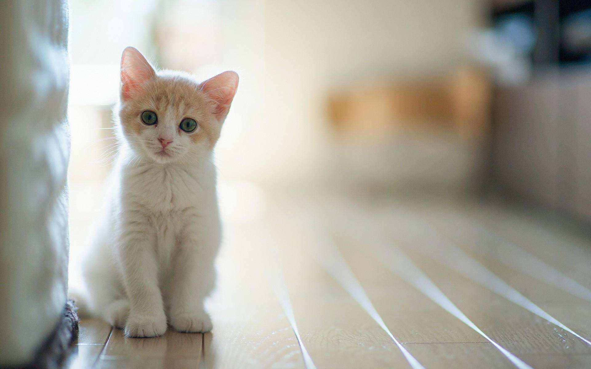 1920x1200 Baby Cat Wallpaper HD for Android