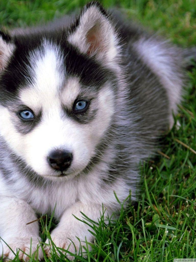 768x1024 Free download Cute Husky Puppy 4K HD Desktop Wallpaper for 4K