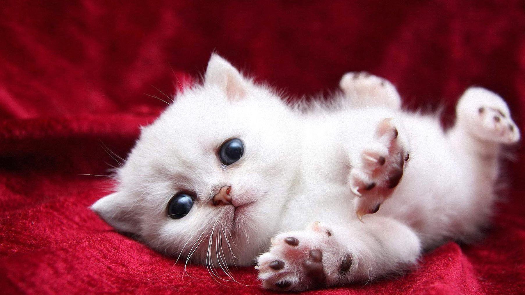 1805x1015 Cat Wallpaper Kitten