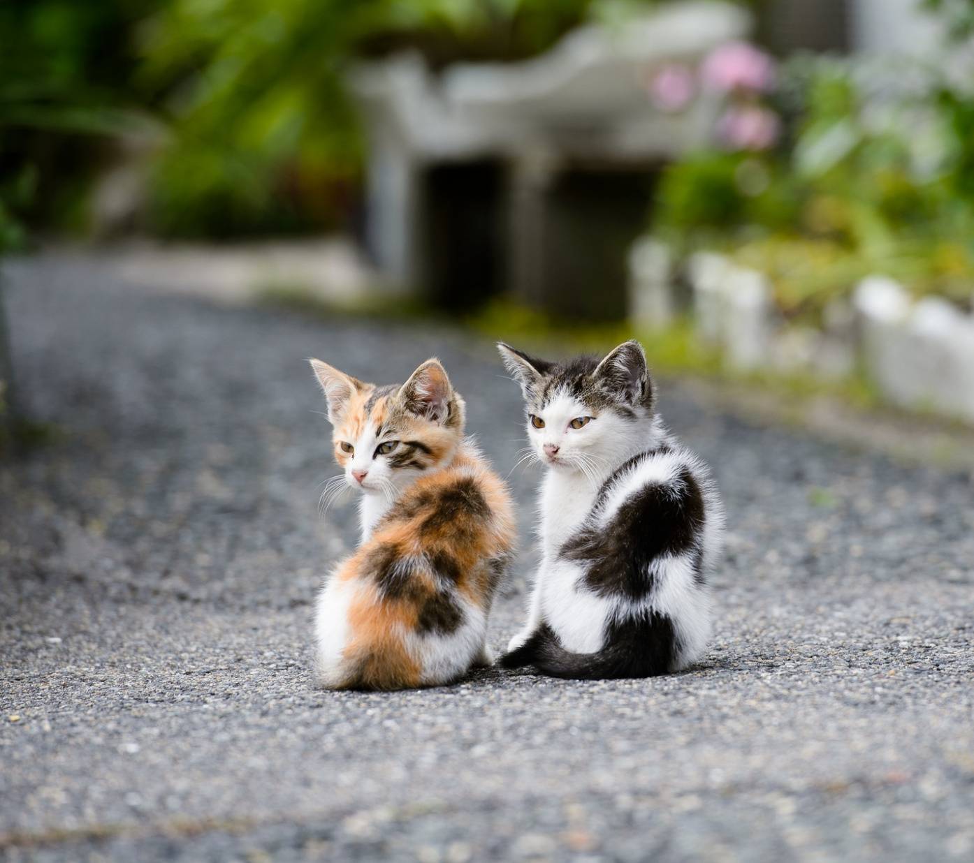 1394x1236 baby cat HD wallpaper