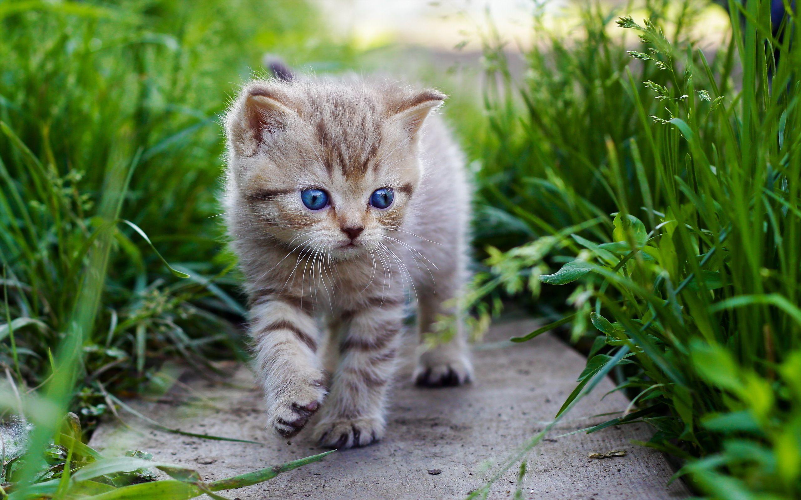 2560x1600 Cute Baby Cats HD wallpaper
