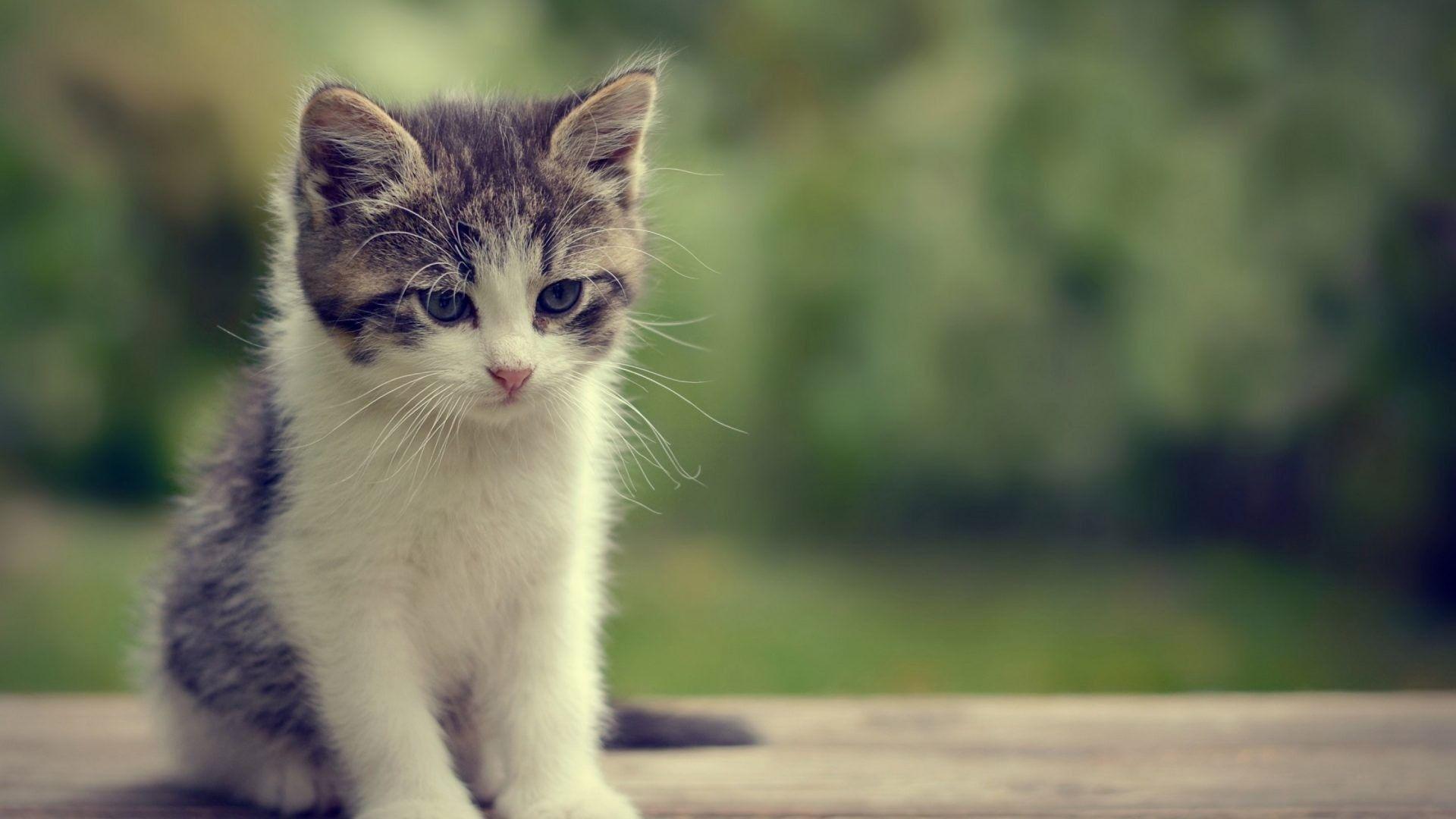 1920x1080 White Cats Wallpaper