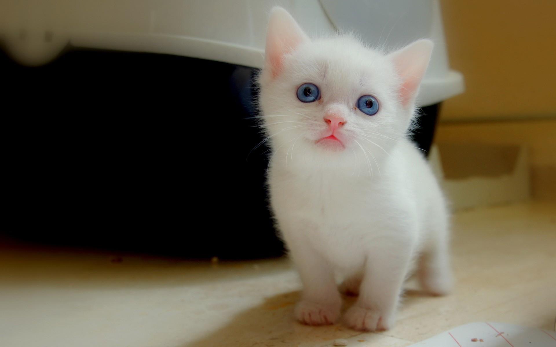1920x1200 Baby Cats HD Wallpaper