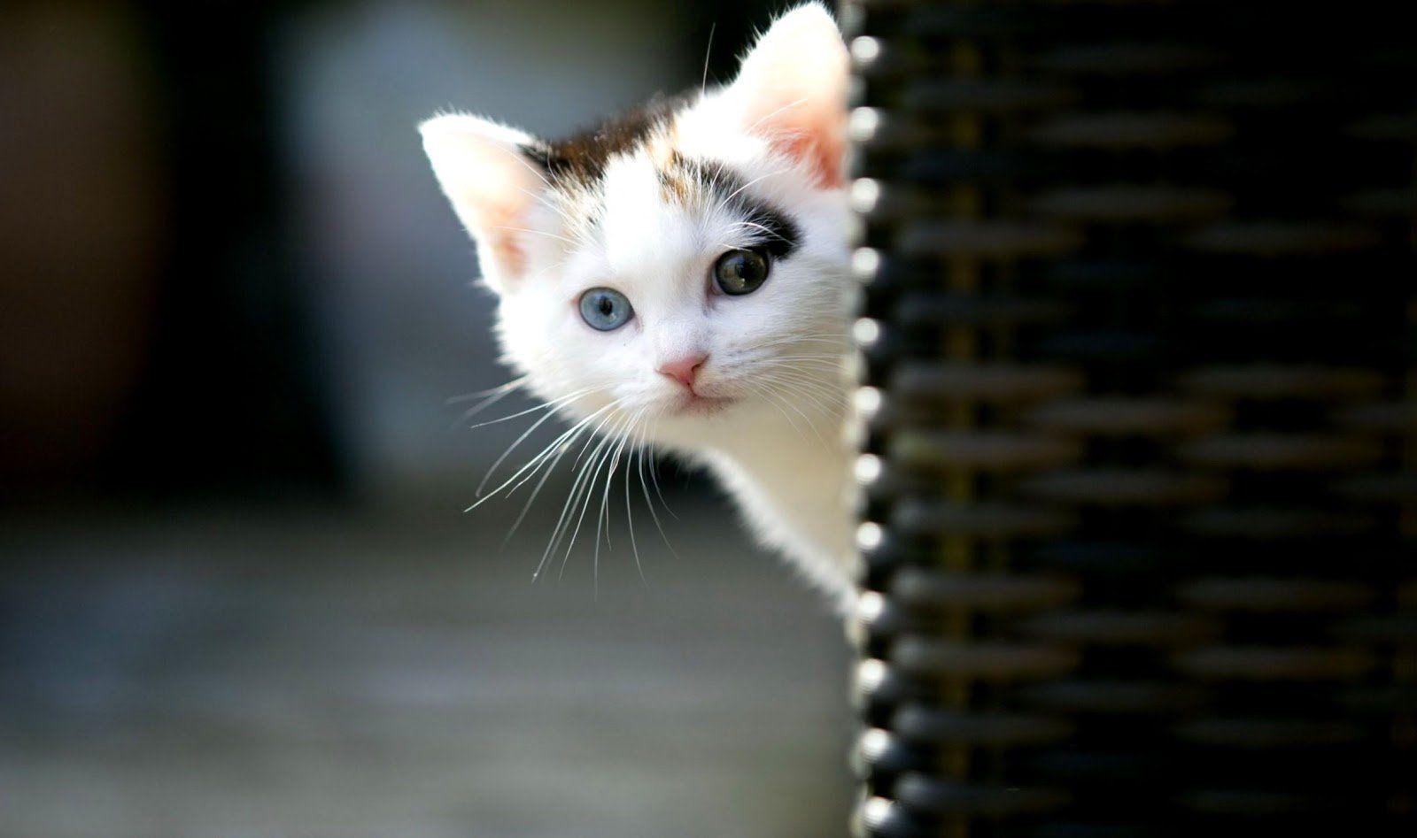 1600x947 Hd Wallpaper Cat Cool Photo