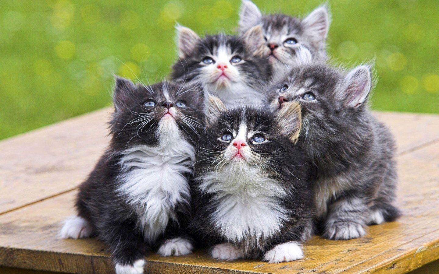 1440x900 Funny Baby Cats 11 HD Wallpaper