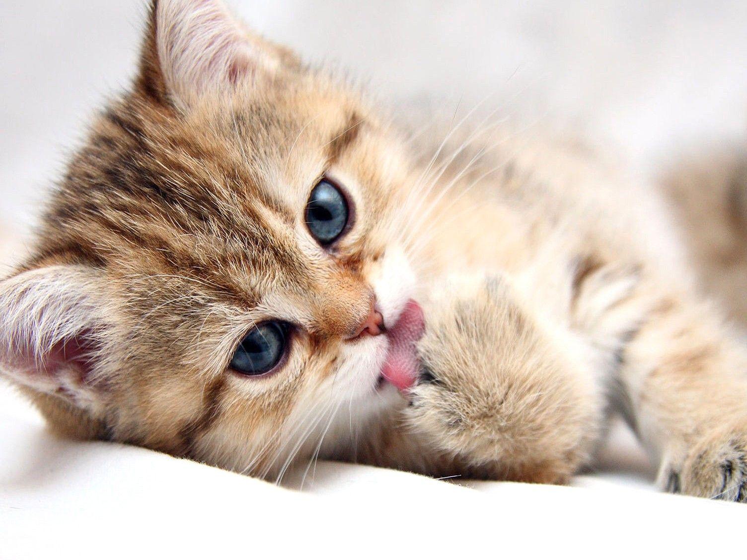1504x1128 Cat, Paw, HD Cat Wallpaper, Puffy Cats, Widescreen Pussycats