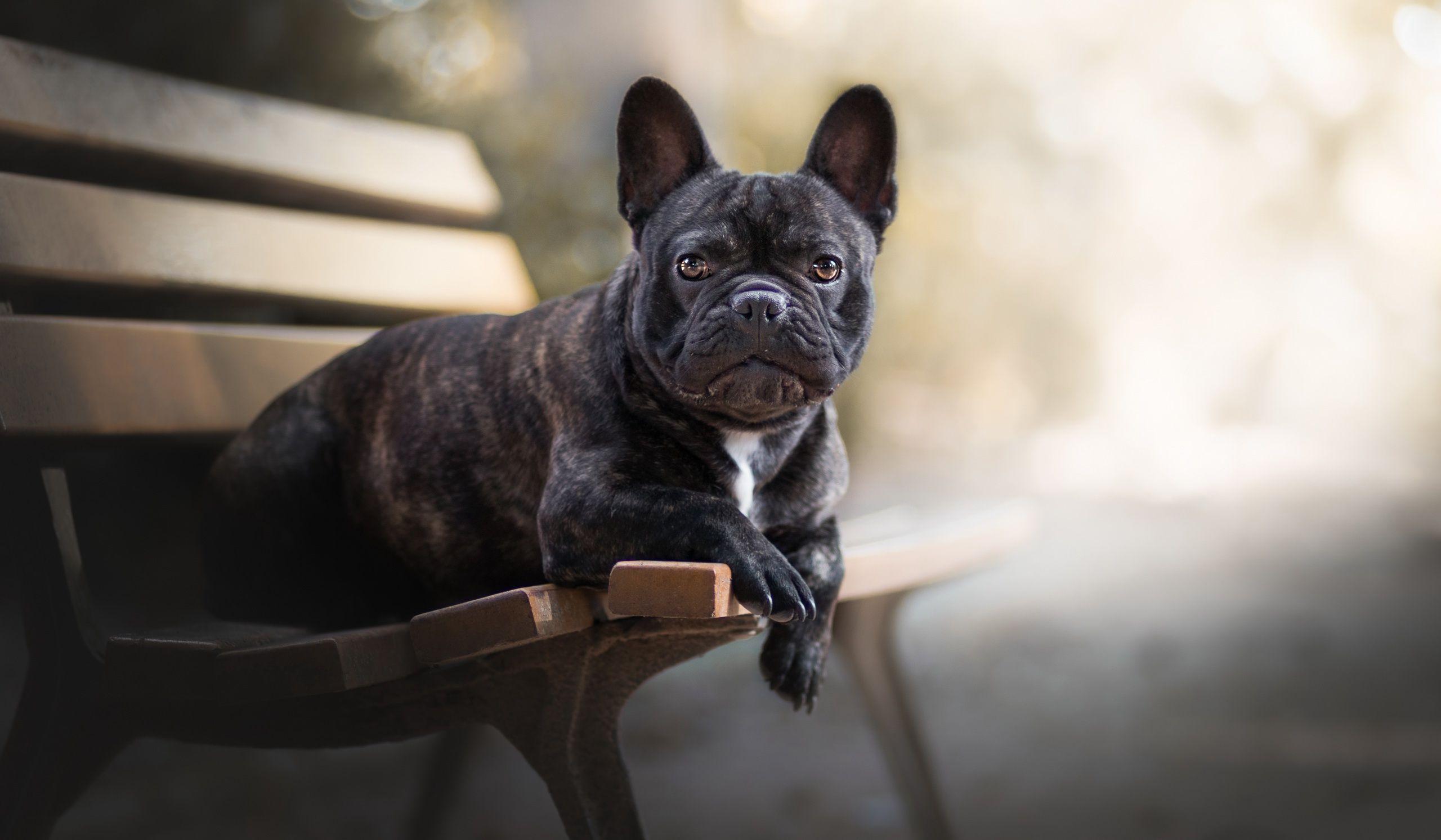 2560x1493 French Bulldog 1600x900 Resolution HD 4k Wallpaper