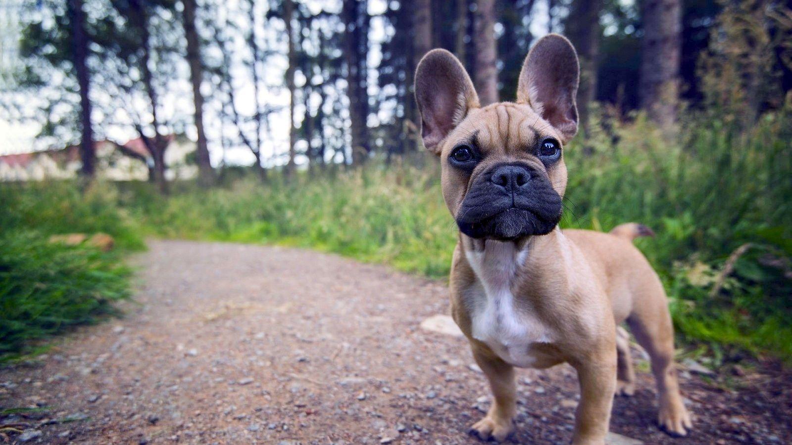 1600x900 French Bulldog Puppies Wallpaper