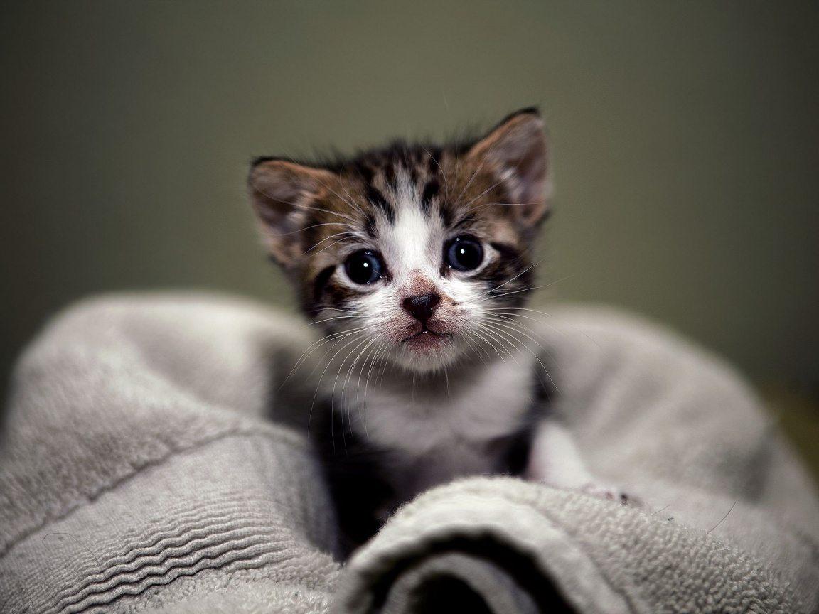 1152x864 Cat Picture / Cat Pics