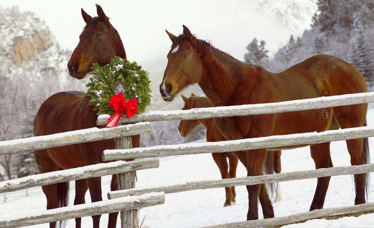 Christmas Horse Wallpaper Photos and Premium High Res Pictures  Getty  Images