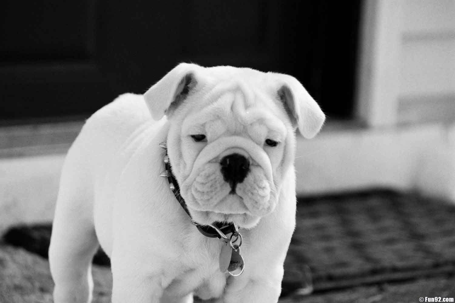 1500x1000 Free download HD Wallpaper English Bulldog 1024 X 768 96 Kb Jpeg