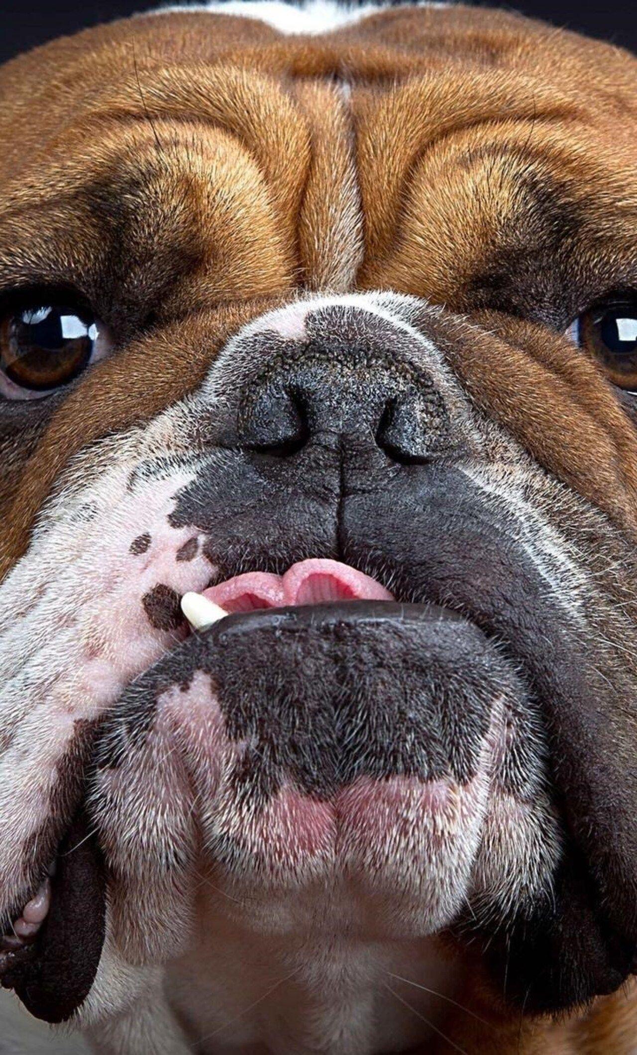 HD Bulldog Wallpapers - Top Free HD Bulldog Backgrounds - WallpaperAccess