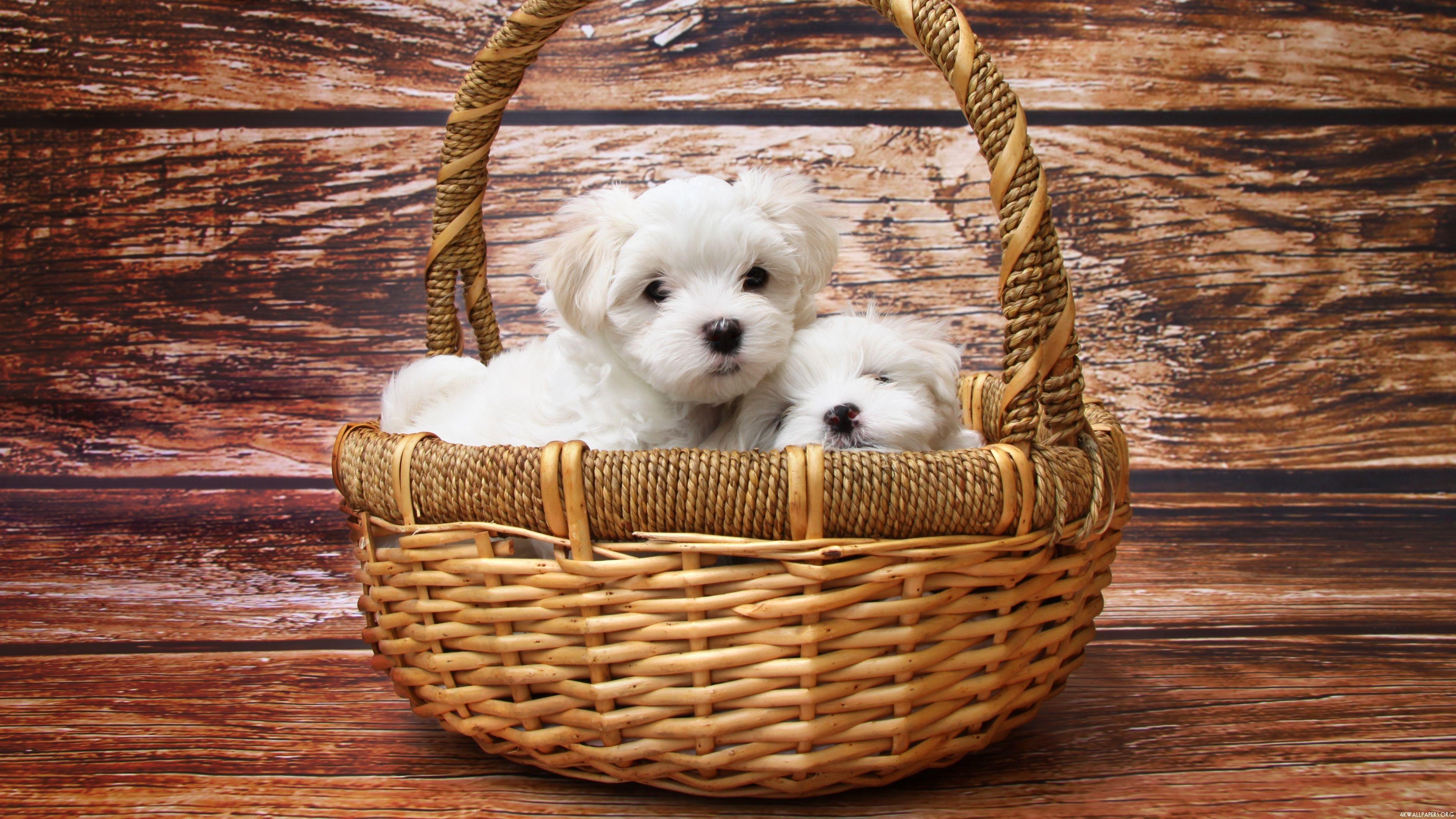 3840x2160 4K Maltese Puppies Wallpaper.