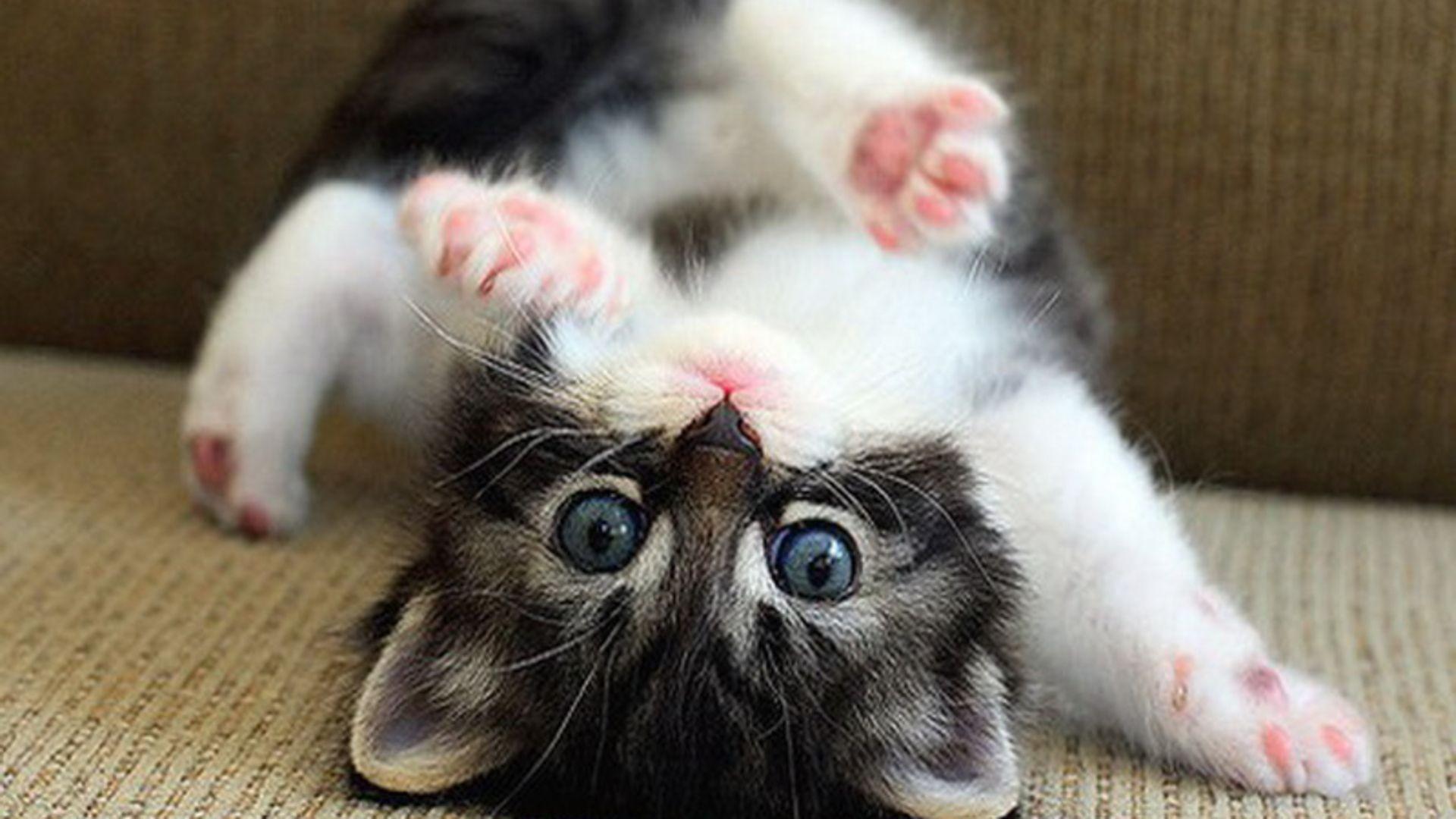 1920x1080 Cat Baby HD wallpaper