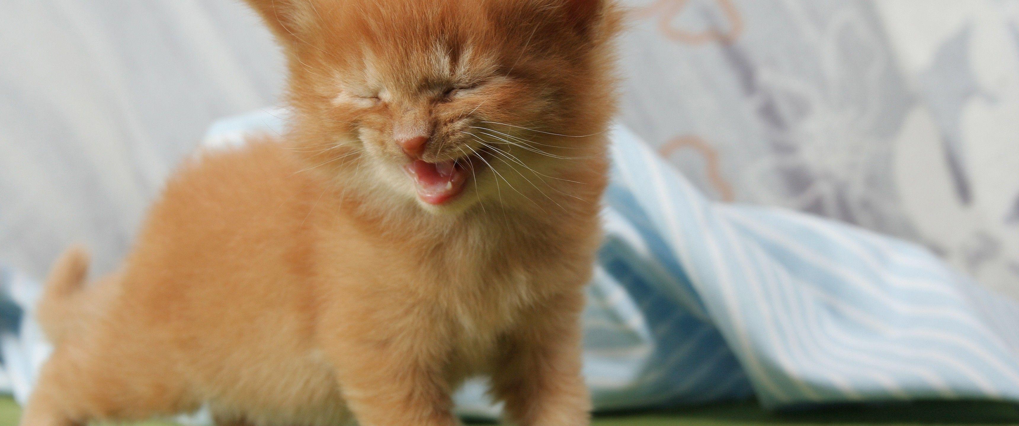 3440x1440 Kitten, Cute, Cats Tabby Cat Baby