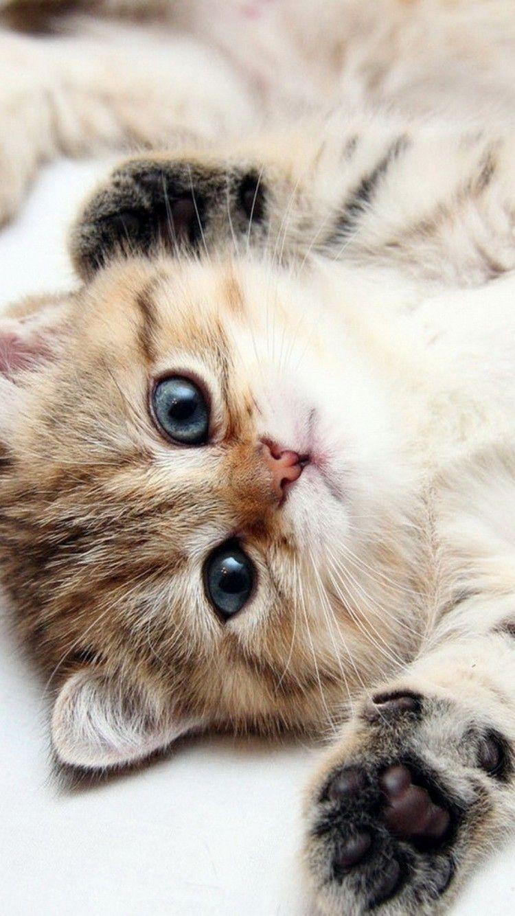 750x1334 Cute Cats HD Wallpaper for iPhone 6