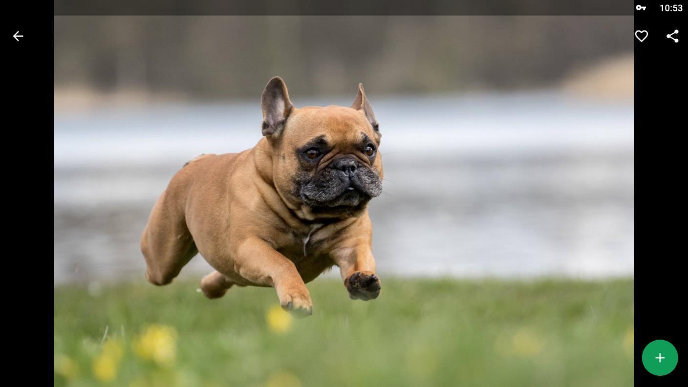 1408x792 French Bulldog Wallpaper HD for Android