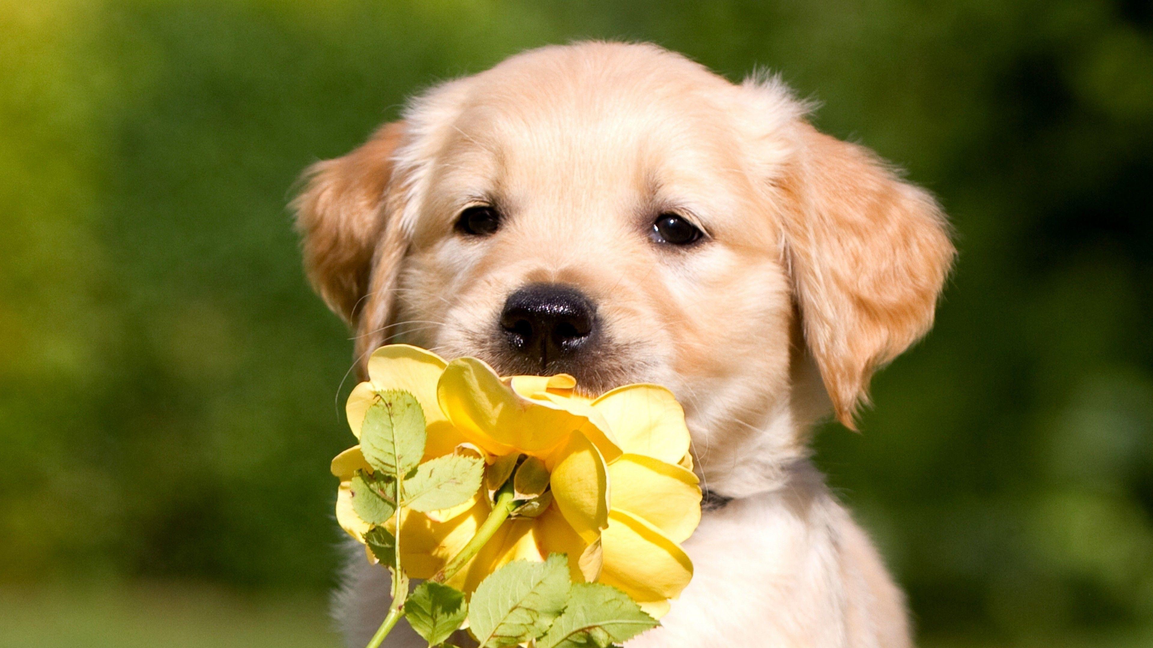 4K Puppy Wallpapers Top Free 4K Puppy Backgrounds WallpaperAccess 4K Puppy Wallpapers Top Free 4K Puppy Backgrounds WallpaperAccess