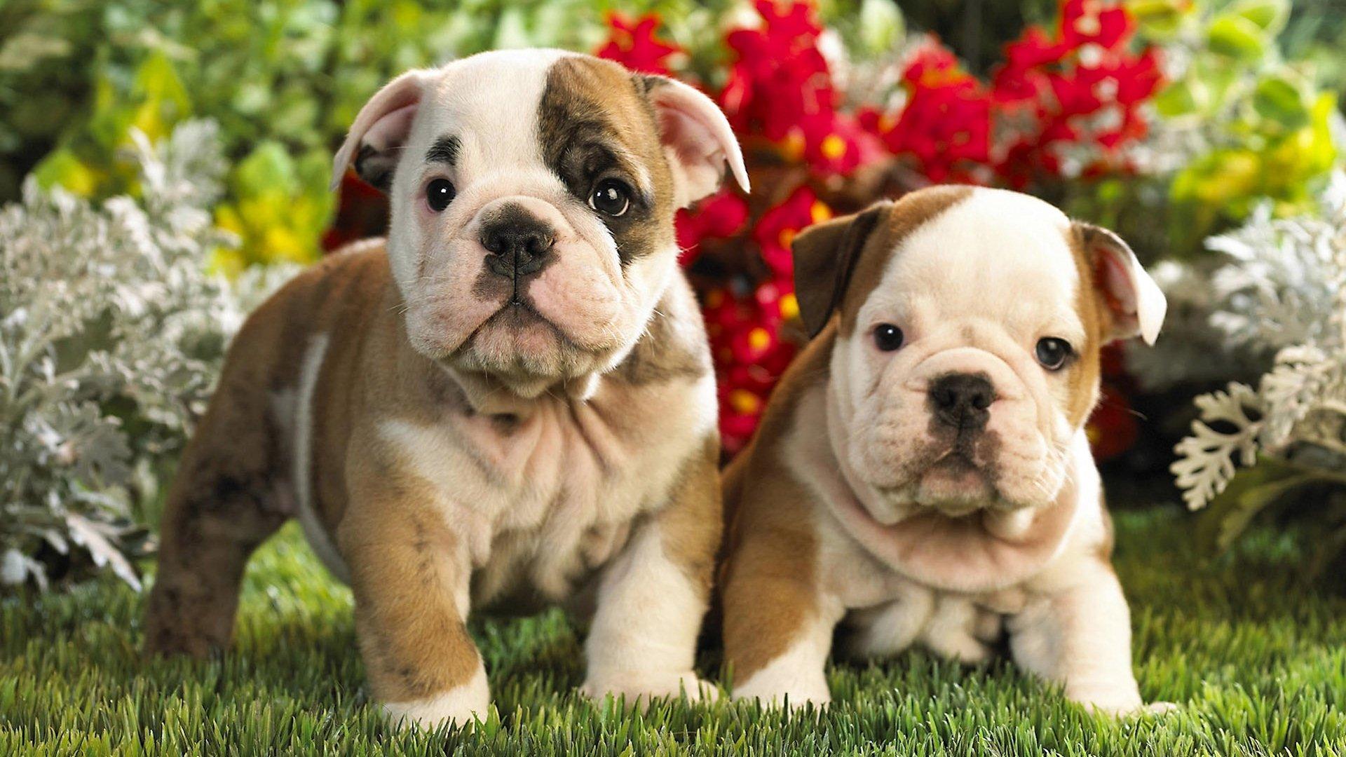 1920x1080 English Bulldog wallpaper HD for desktop background