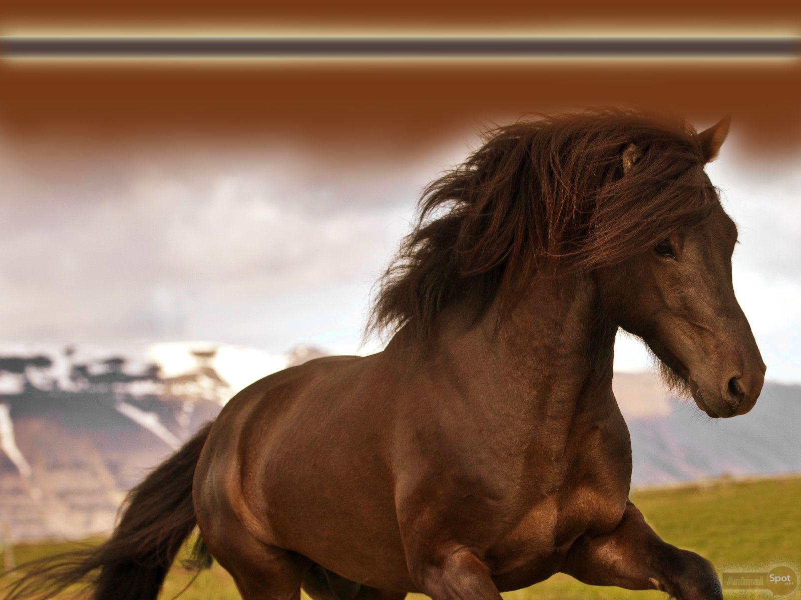 1600x1200 Horse Wallpaper