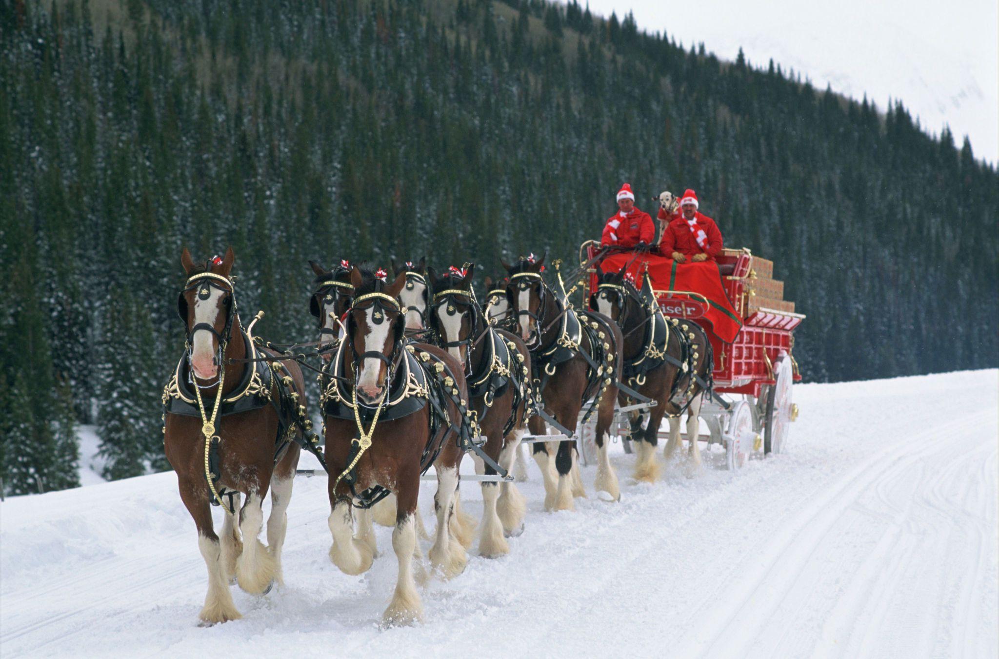 2048x1351 Clydesdale Wallpaper HD