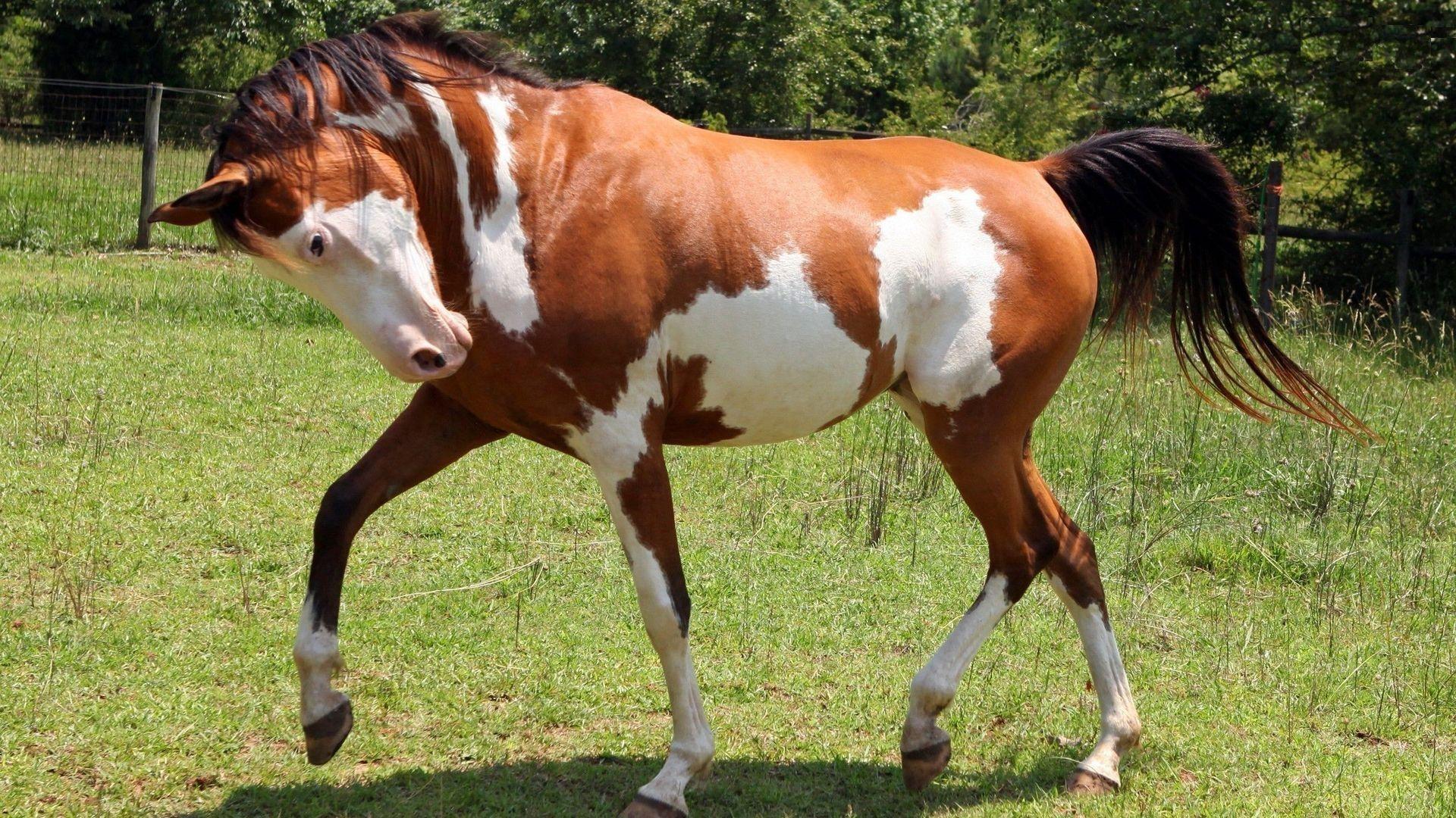 1920x1080 Christmas Horses Wallpaper for Computer. Angry Horse HD