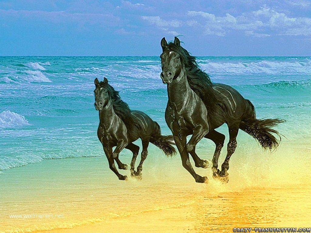 1024x768 Horses wallpaper